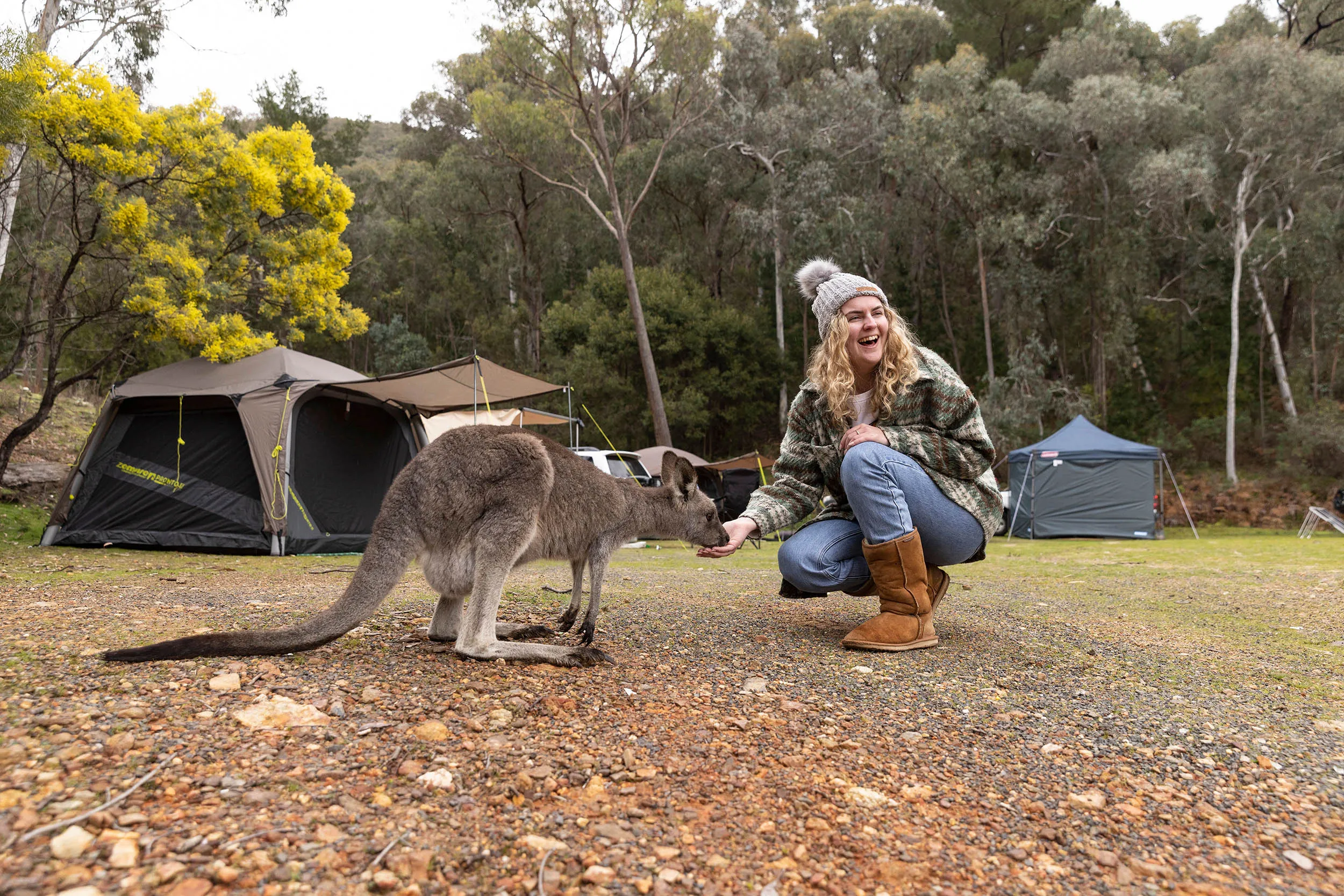 Wallaby feeding from the hand of woman Burrinjuck Waters