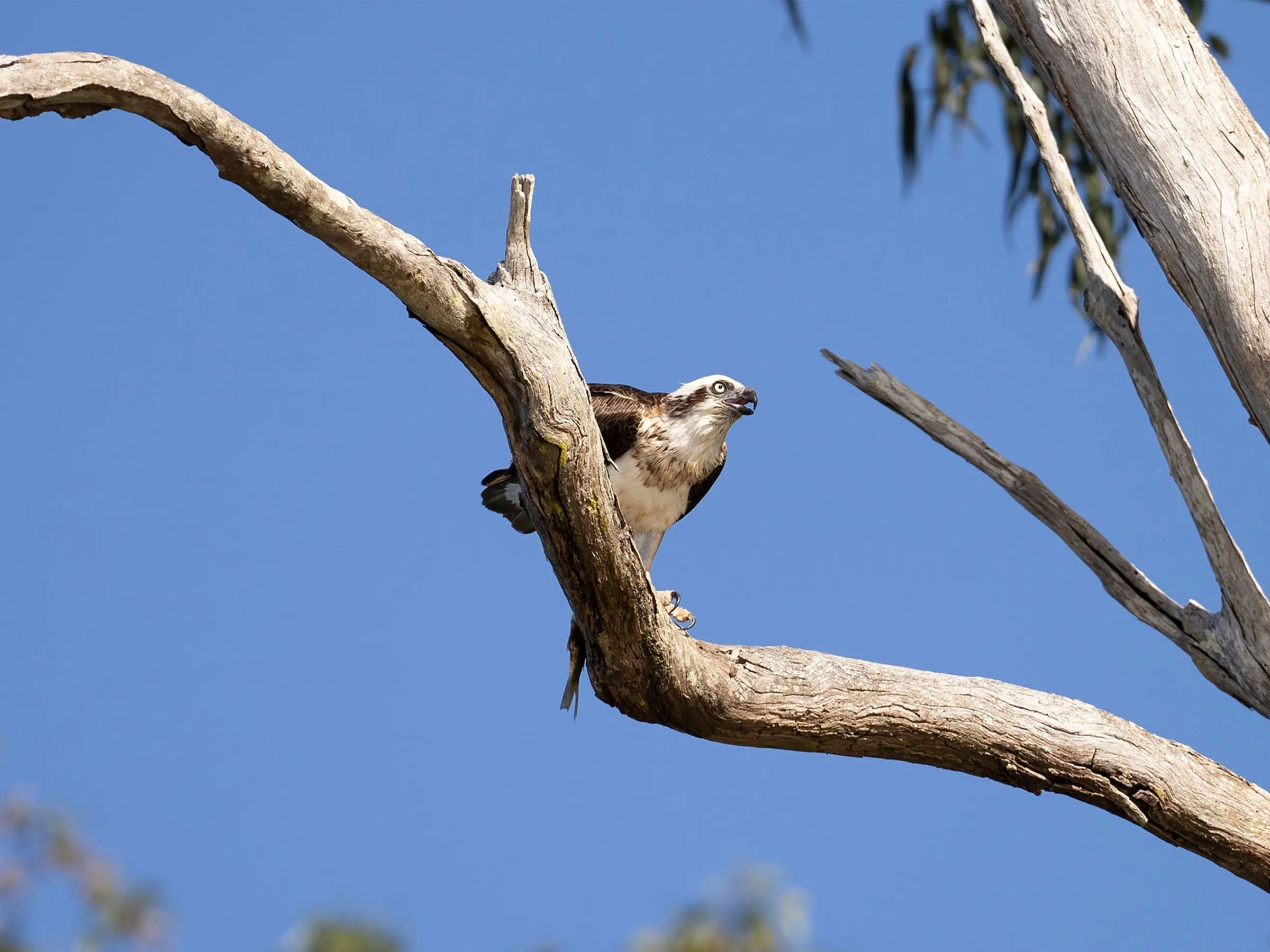 Reflections Holidays Ferry Reserve holiday & caravan park bird of prey 195218-56 Destination NSW