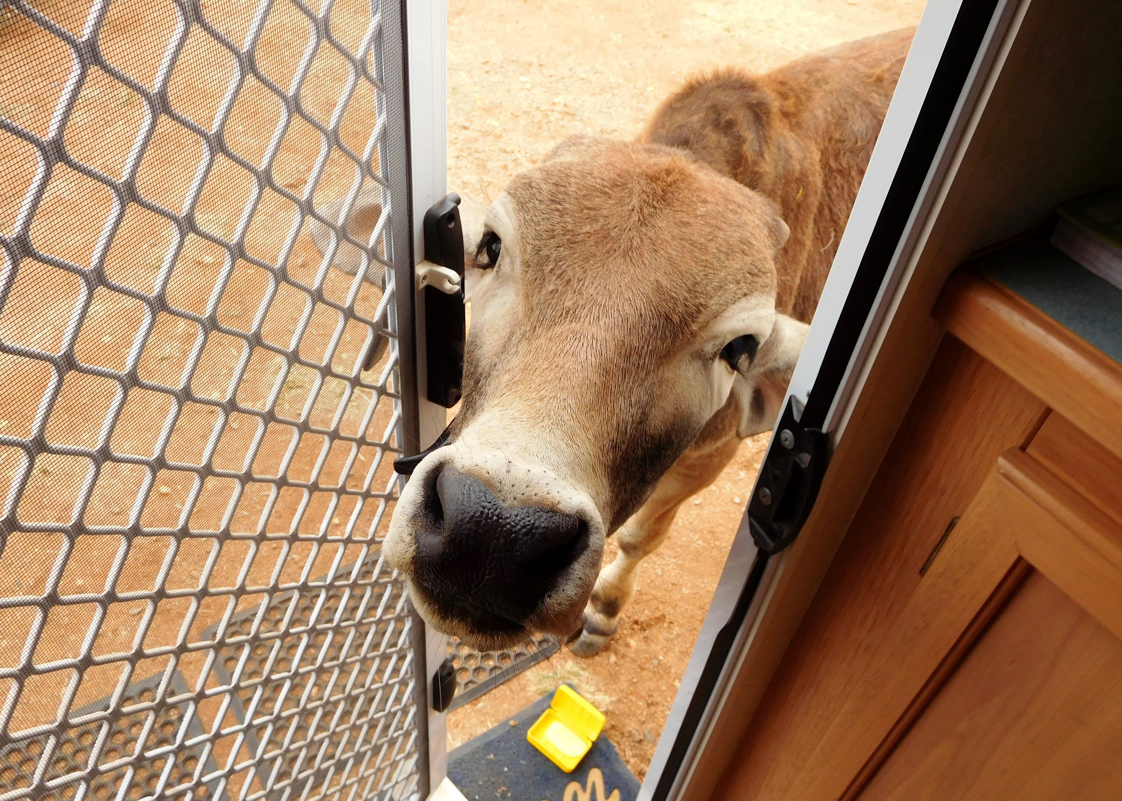 Cow at the Front Door