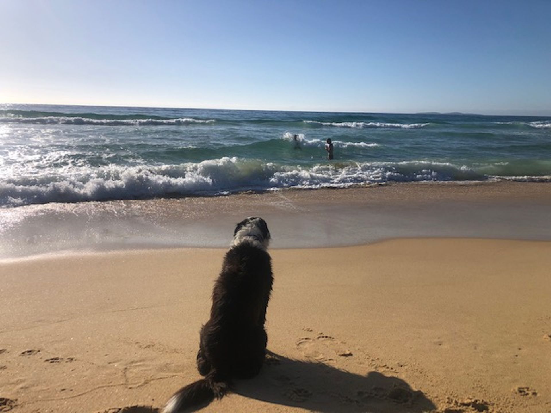 Kelly's dog watching the wave action