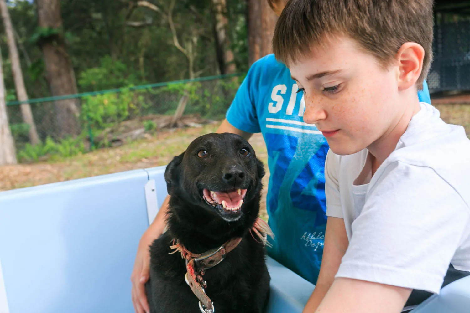 Dog wash Coffs Harbour