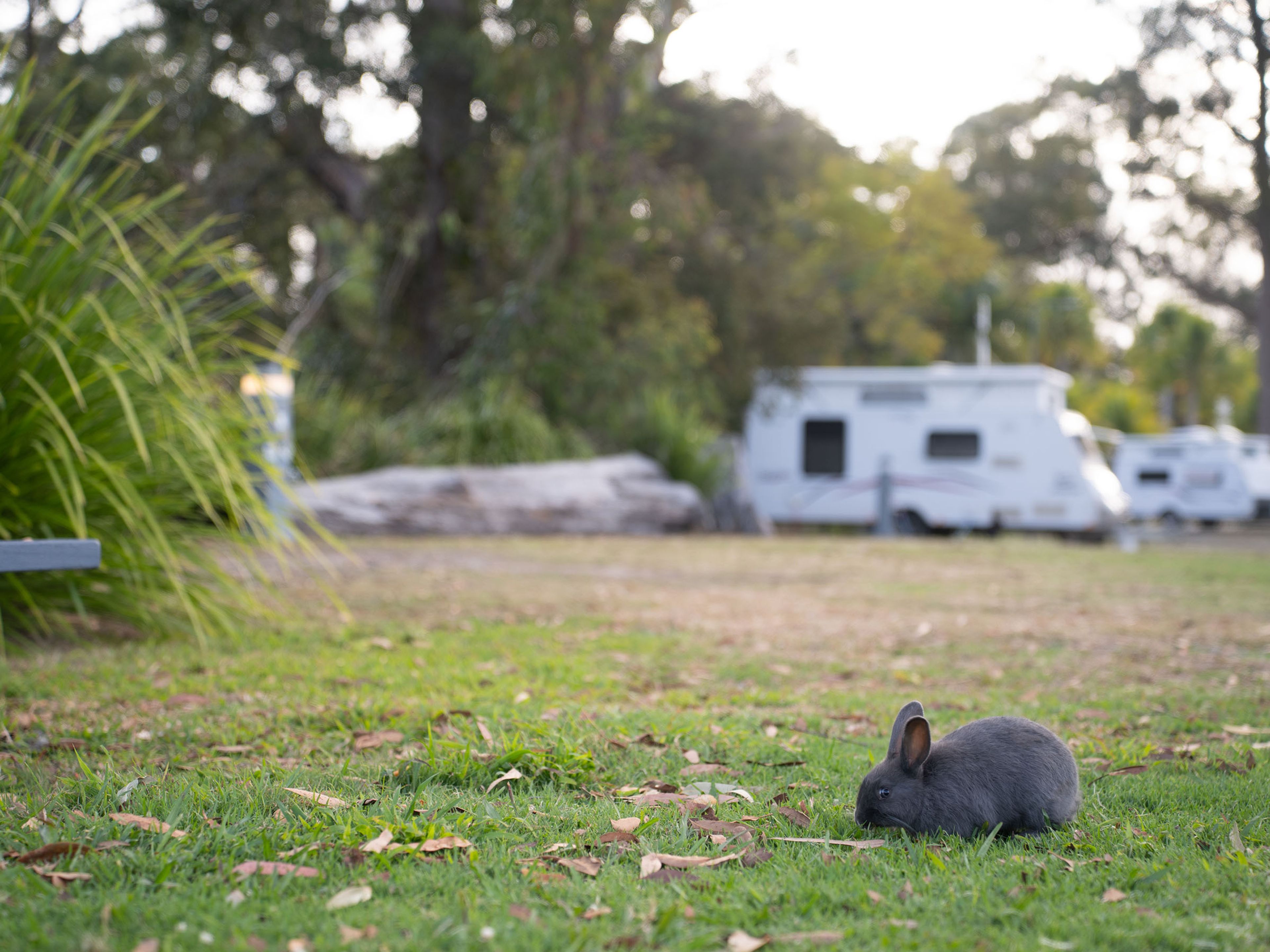 Reflections Holidays Coffs Harbour holiday & caravan park bunny rabbit