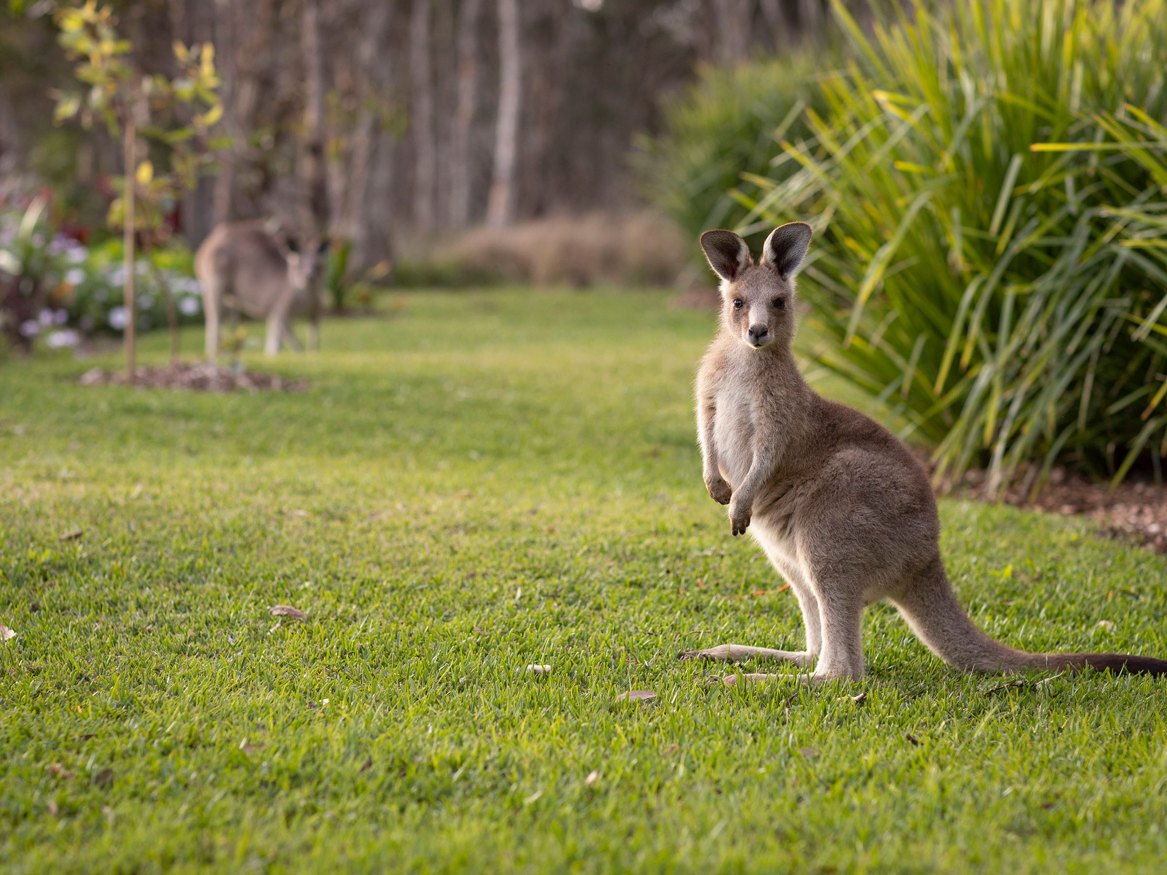 Reflections North-Haven holiday and caravan park kangaroo