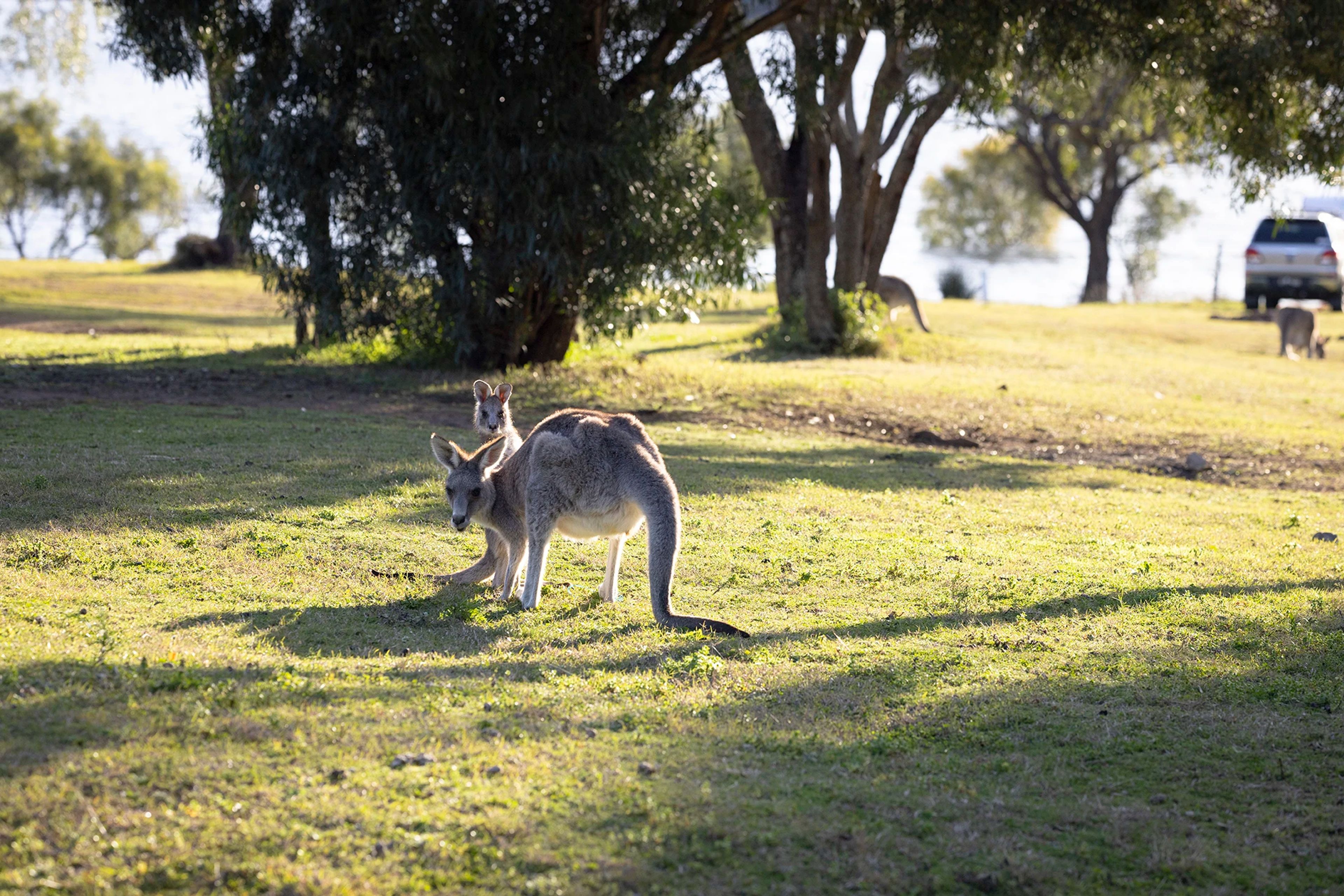 kangaroos