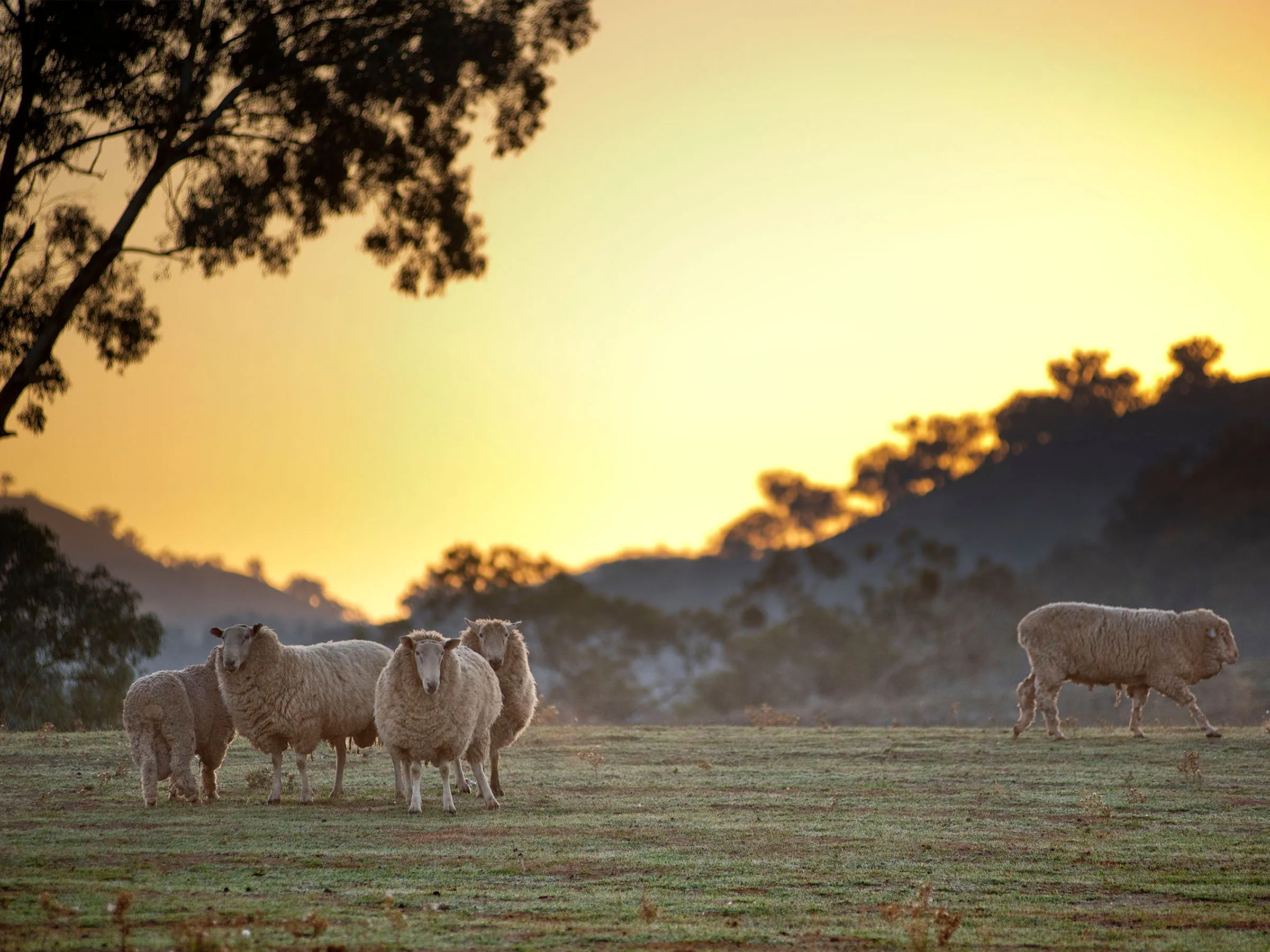 Reflections Wee Jasper Campgrounds and caravan park sheep 167932-56 destination NSW