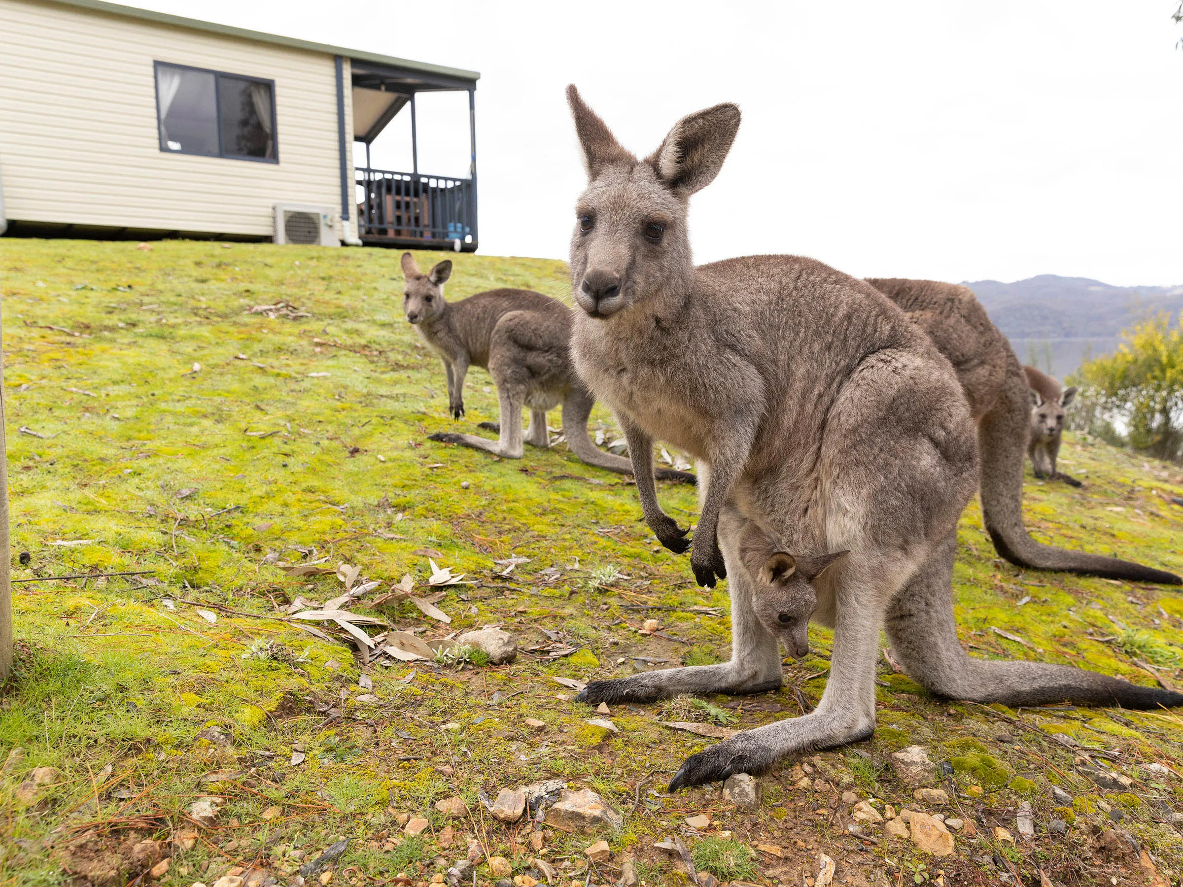 Reflections Holidays Burrinjuck Waters holiday & caravan park kangaroos