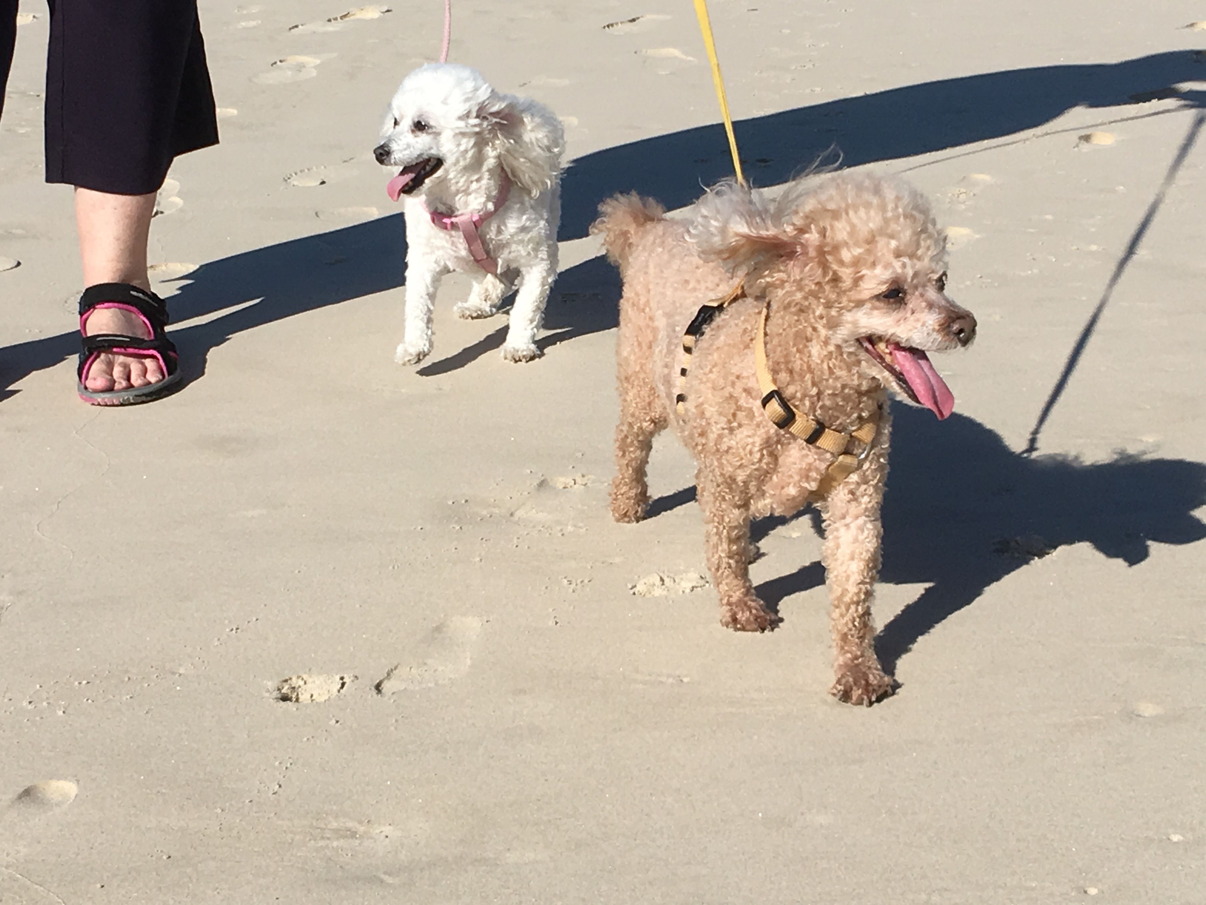 Rosanne's old girls on a beach stroll