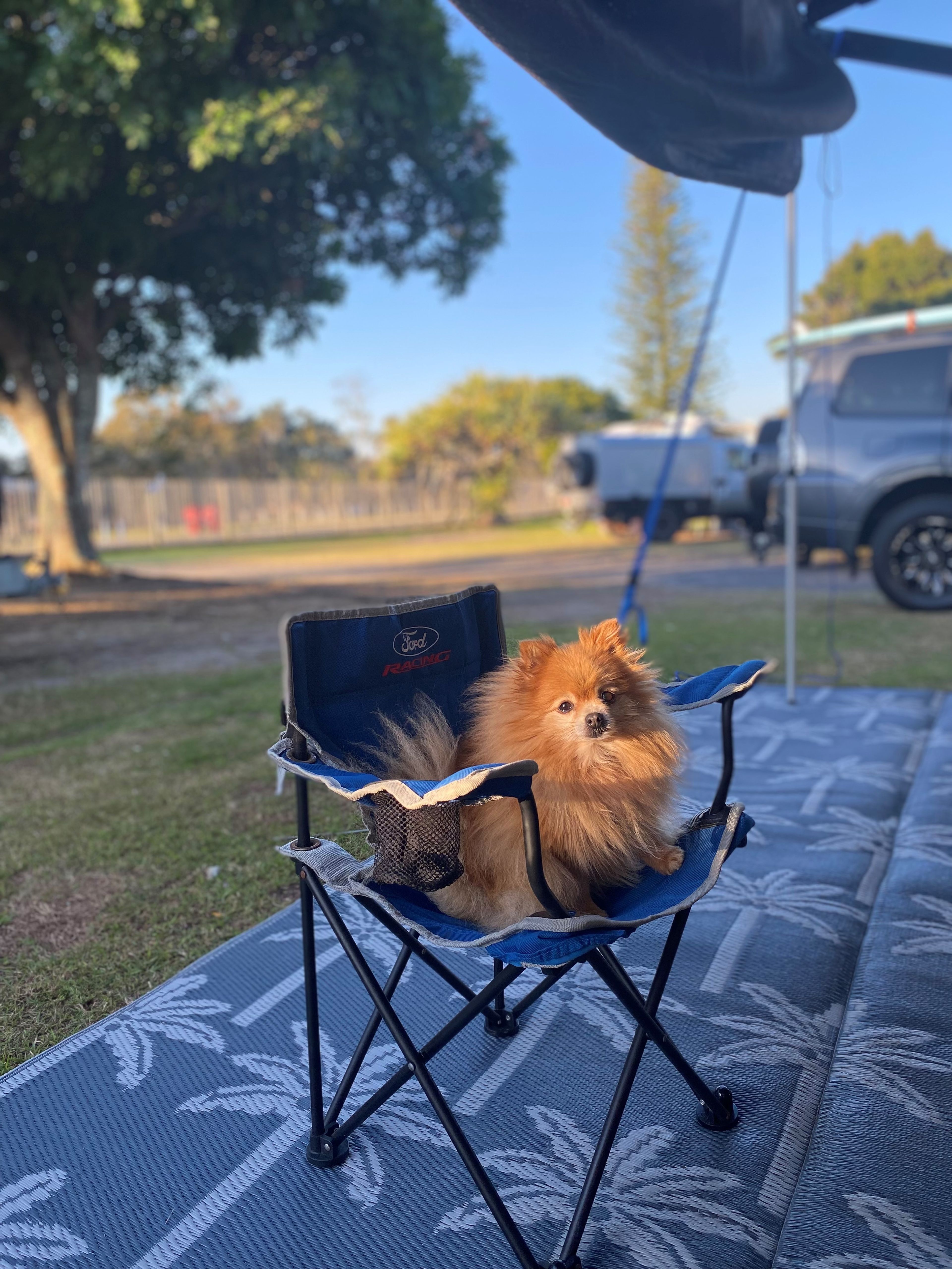 Amanda's pup camping