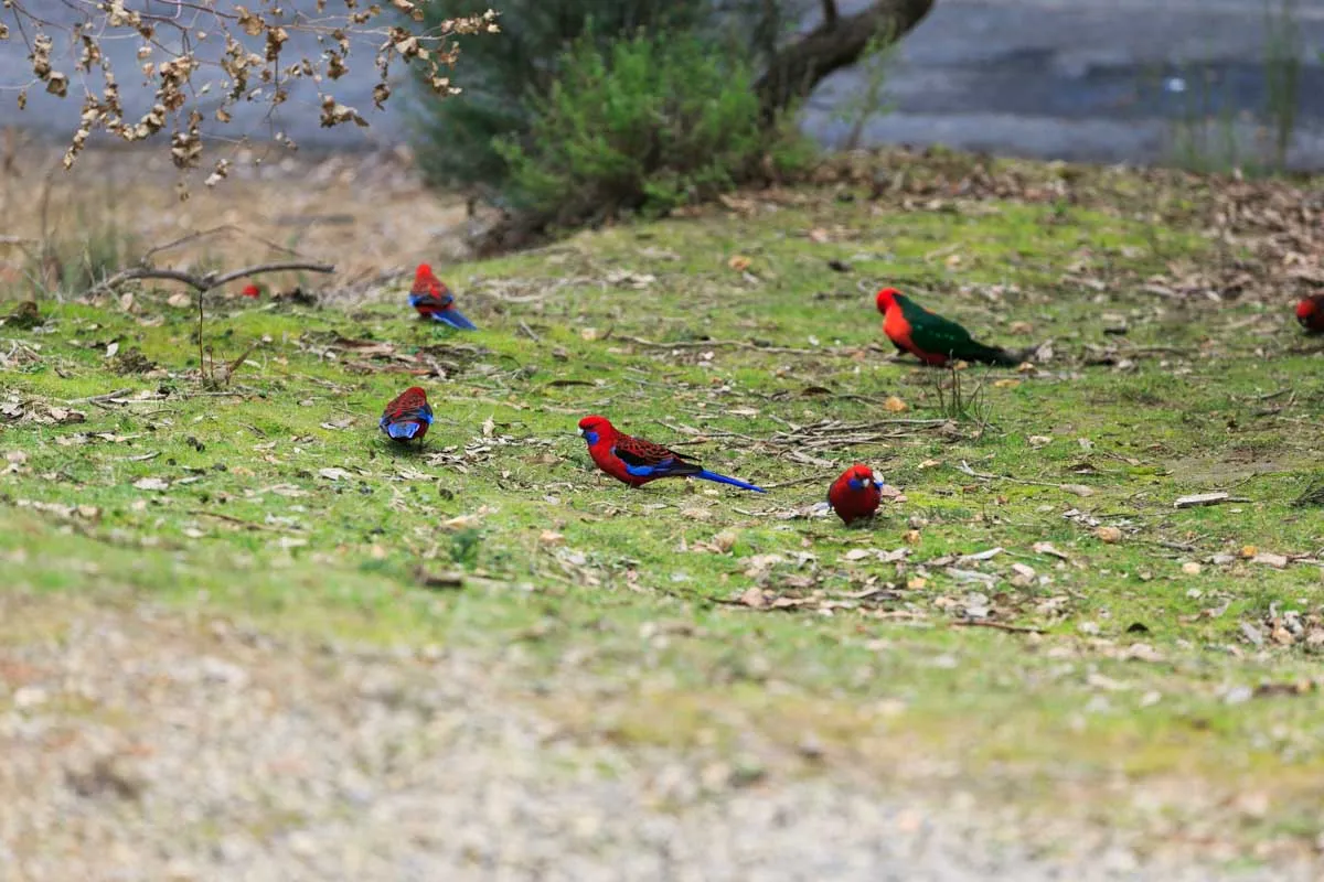 Bird watching at Reflections Lake Burrinjuck