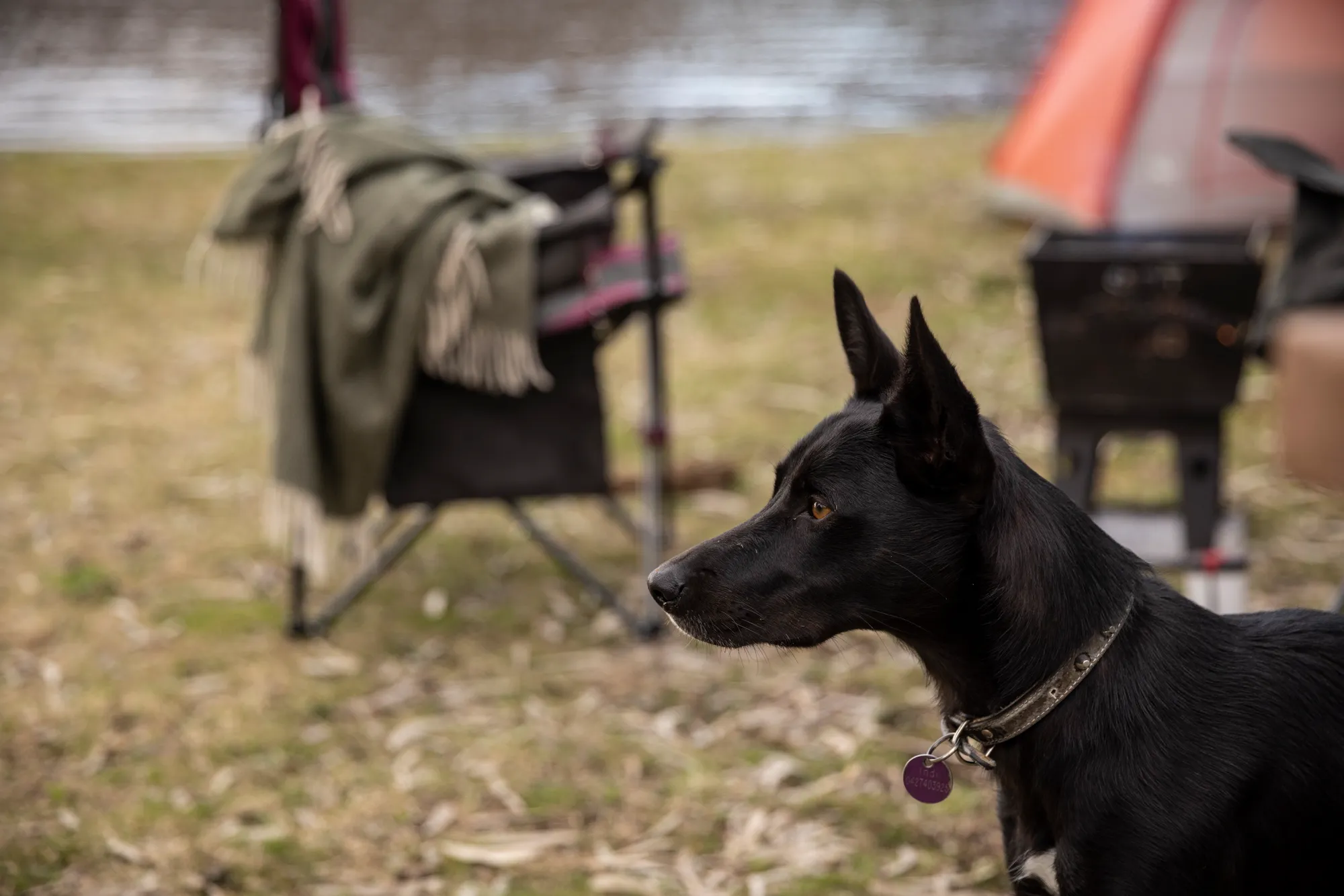 dogs country nsw