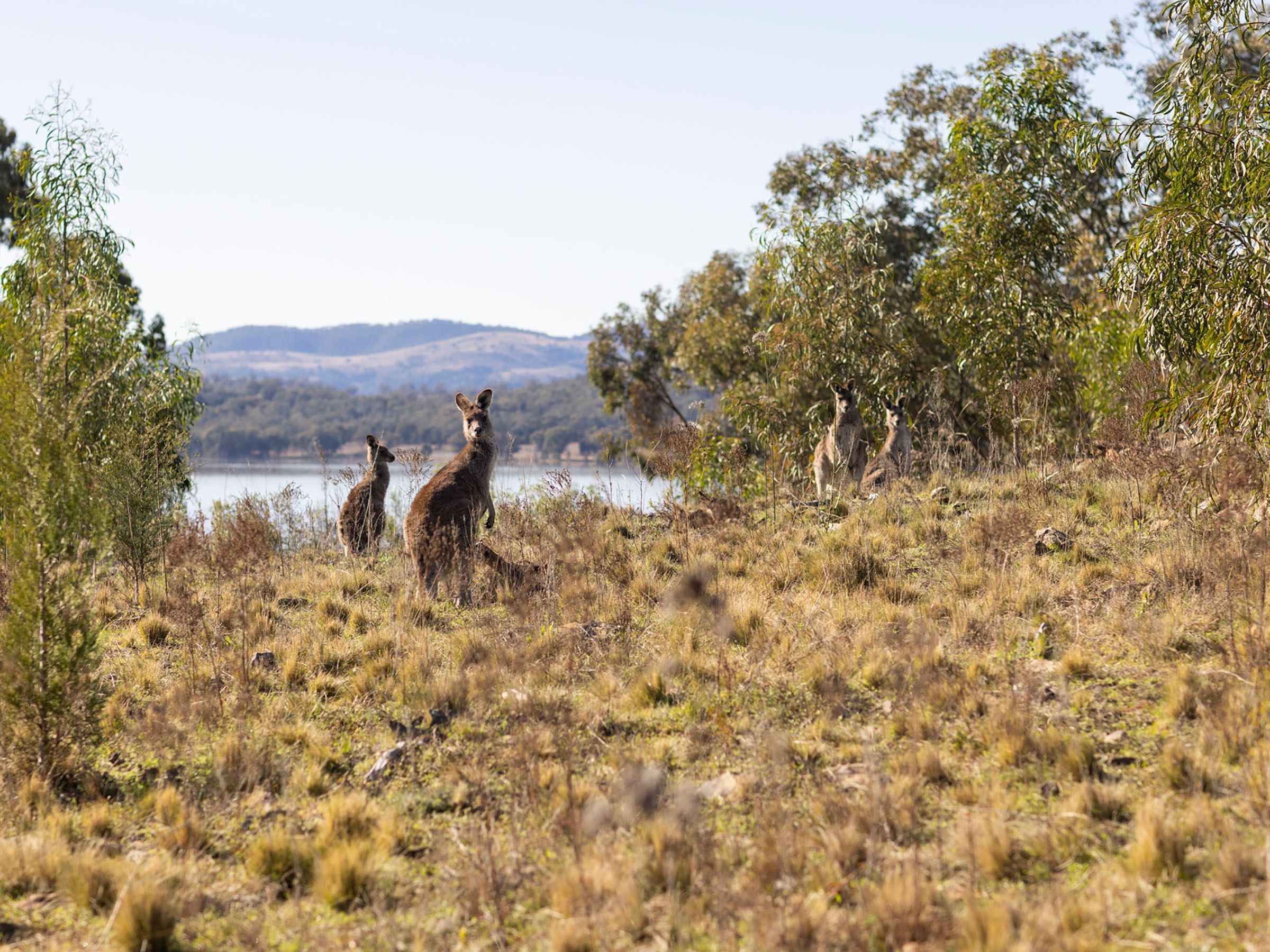 Reflections Holidays Cudgegong holiday & caravan park kangaroos