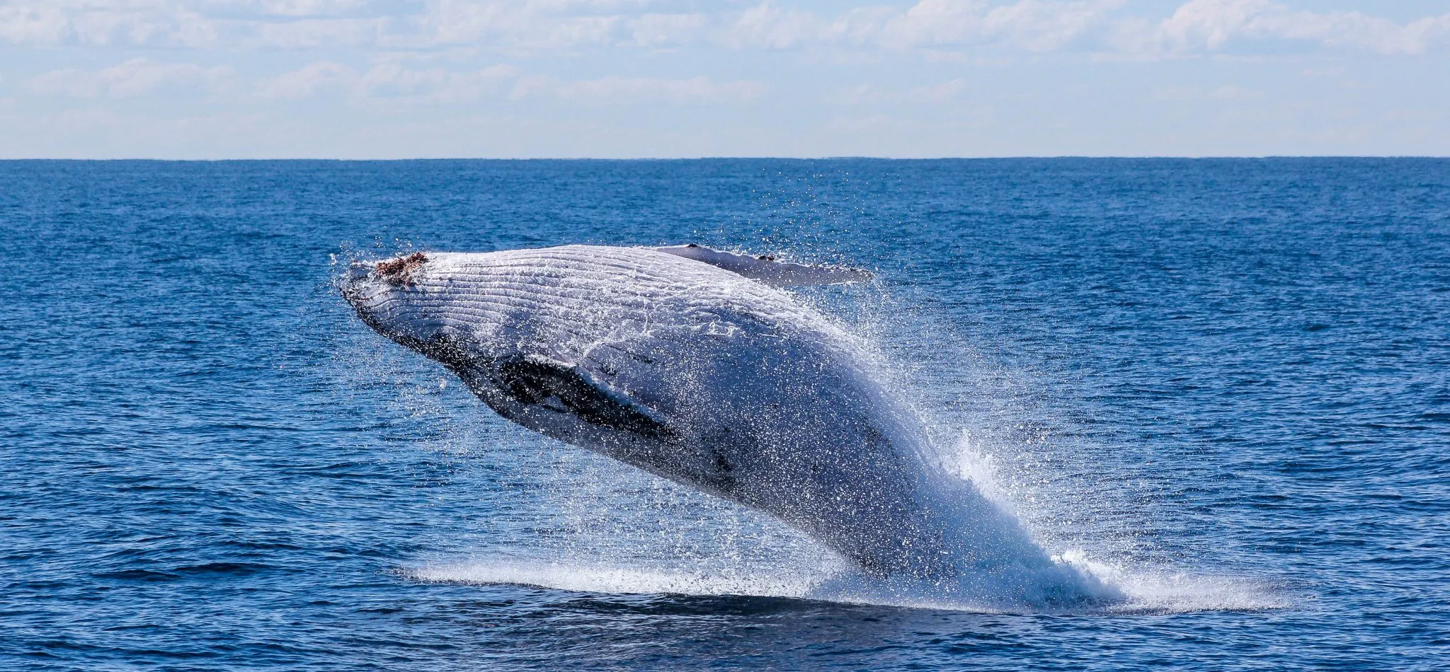 whale watching nsw