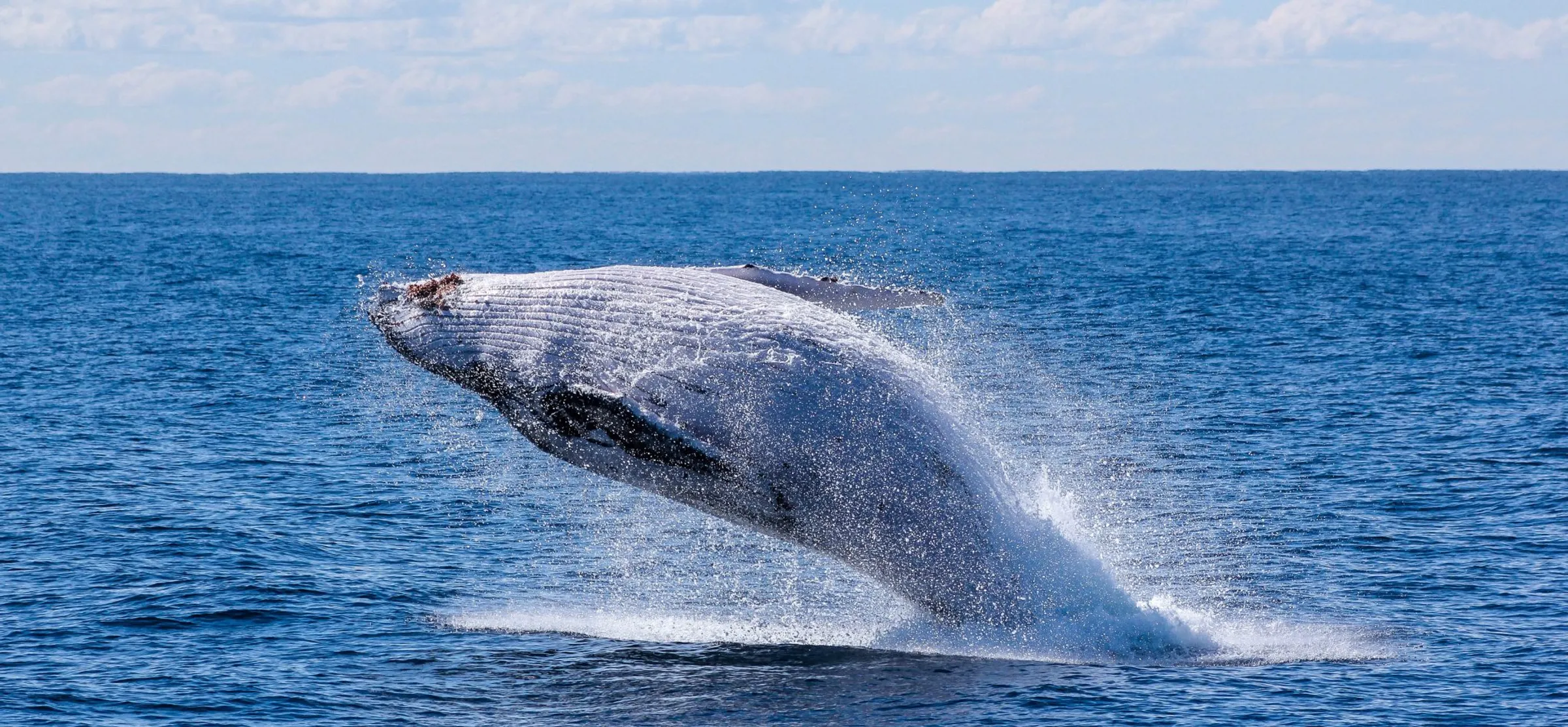 whale watching nsw