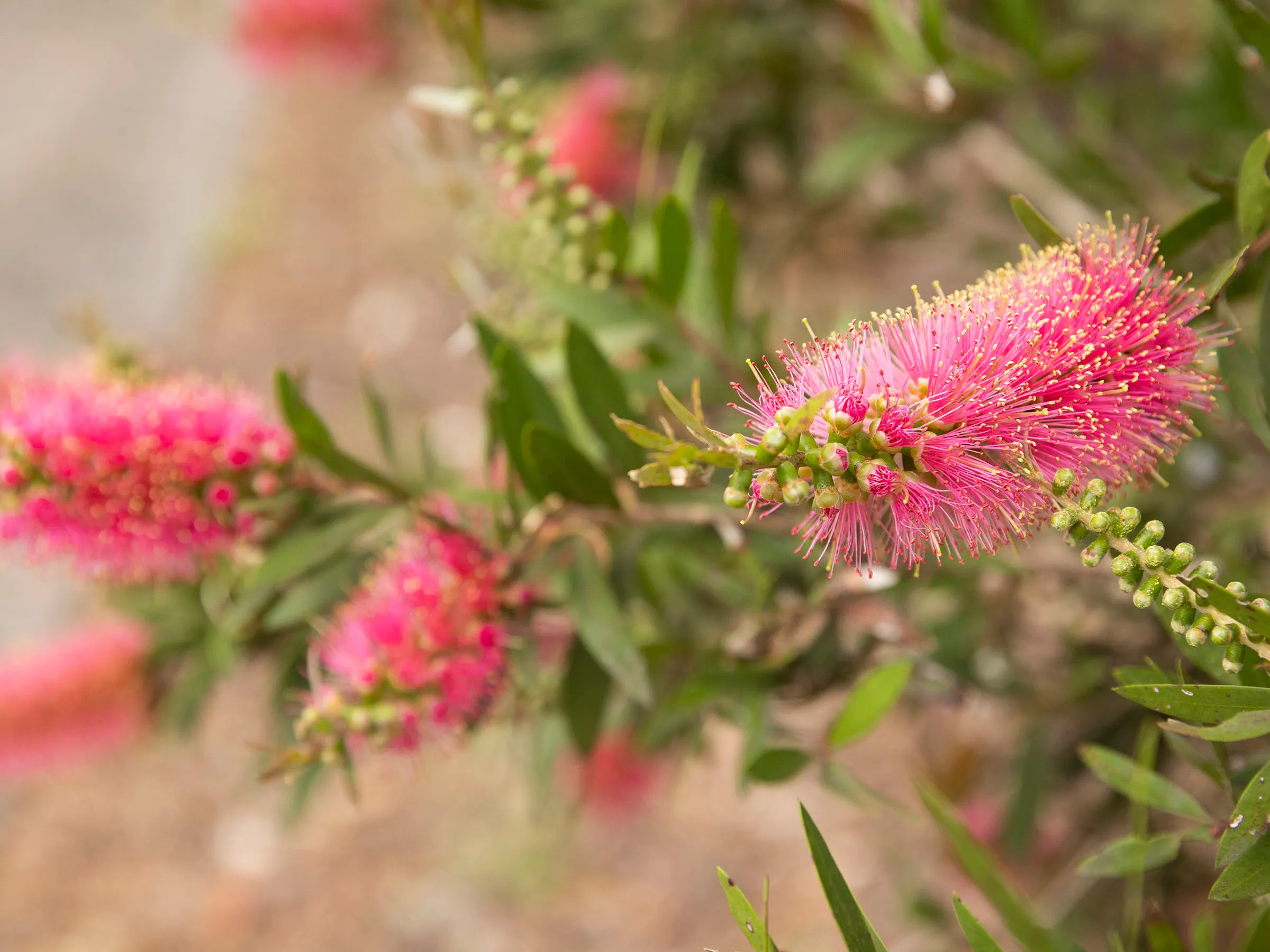 Reflections Mylestom holiday & caravan park callistemon speciosus bottle brush