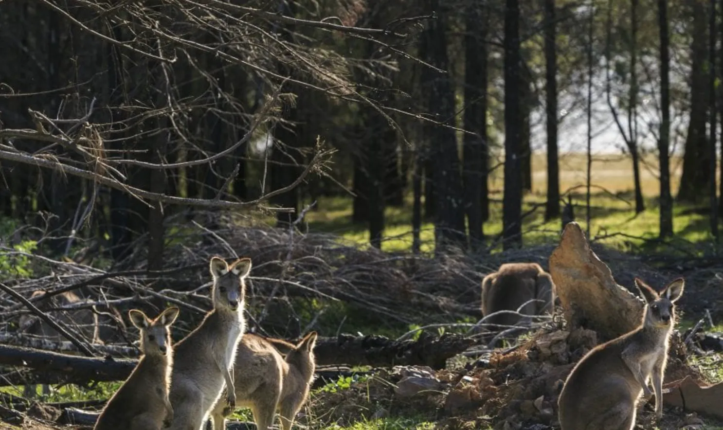 Cudgegong River kangaroos