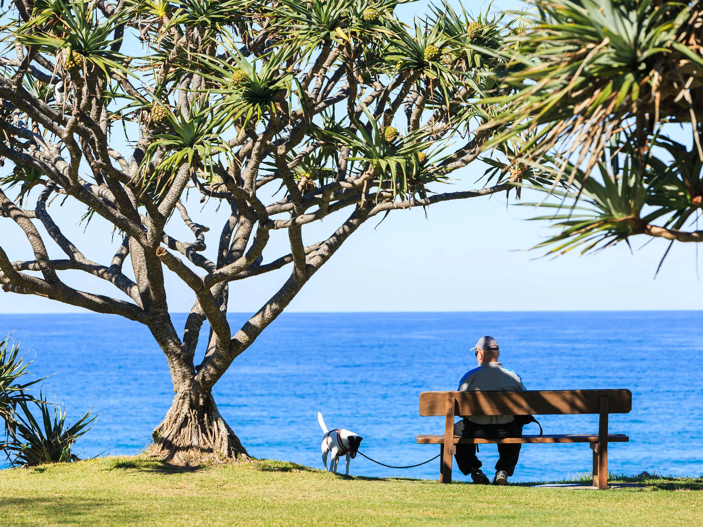 Reflections Holidays Corindi Beach holiday & caravan park  Corindi Beach Lookout man on seat with dog