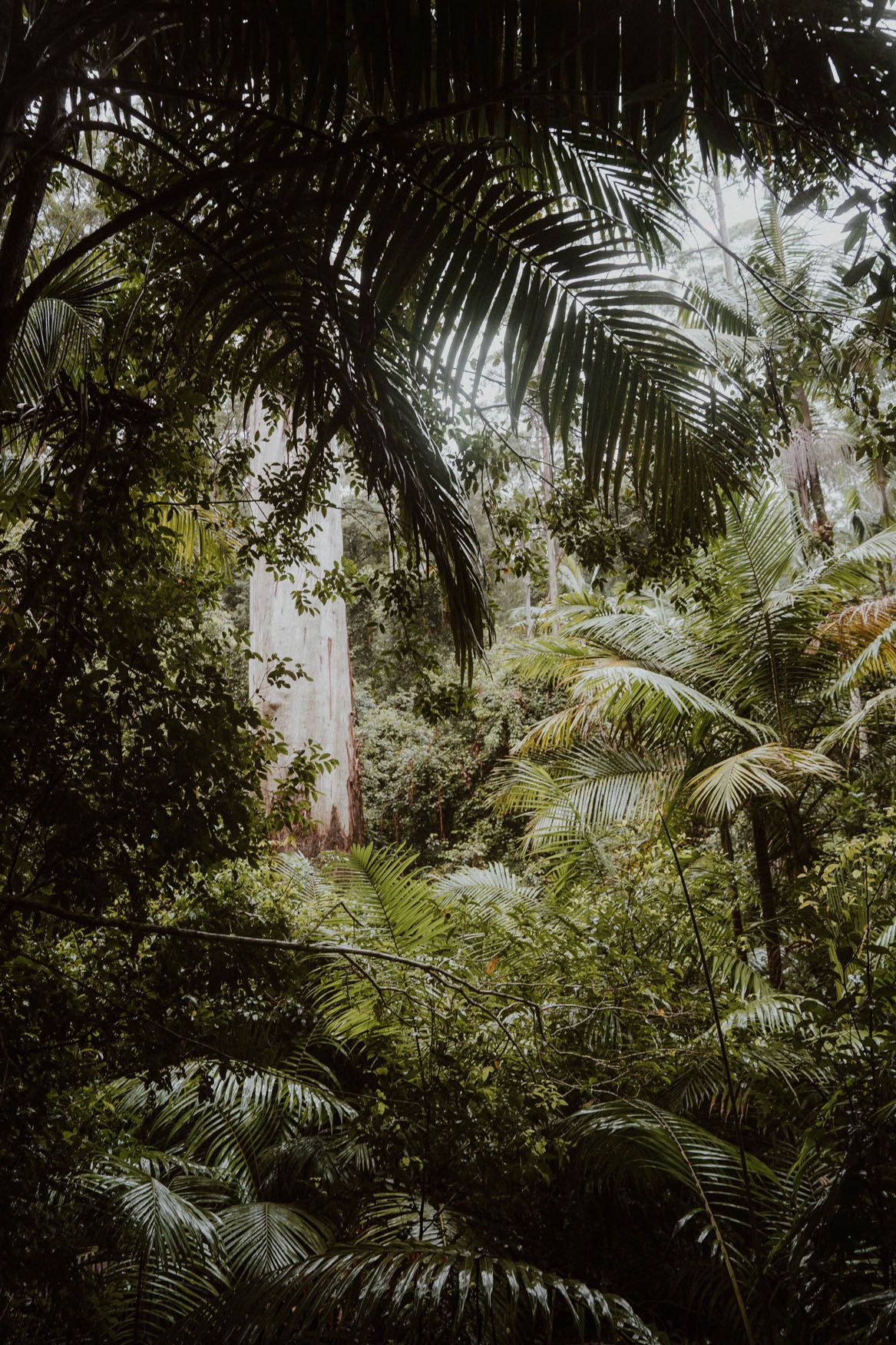 Myall Lakes Picnic area - Myall Lakes