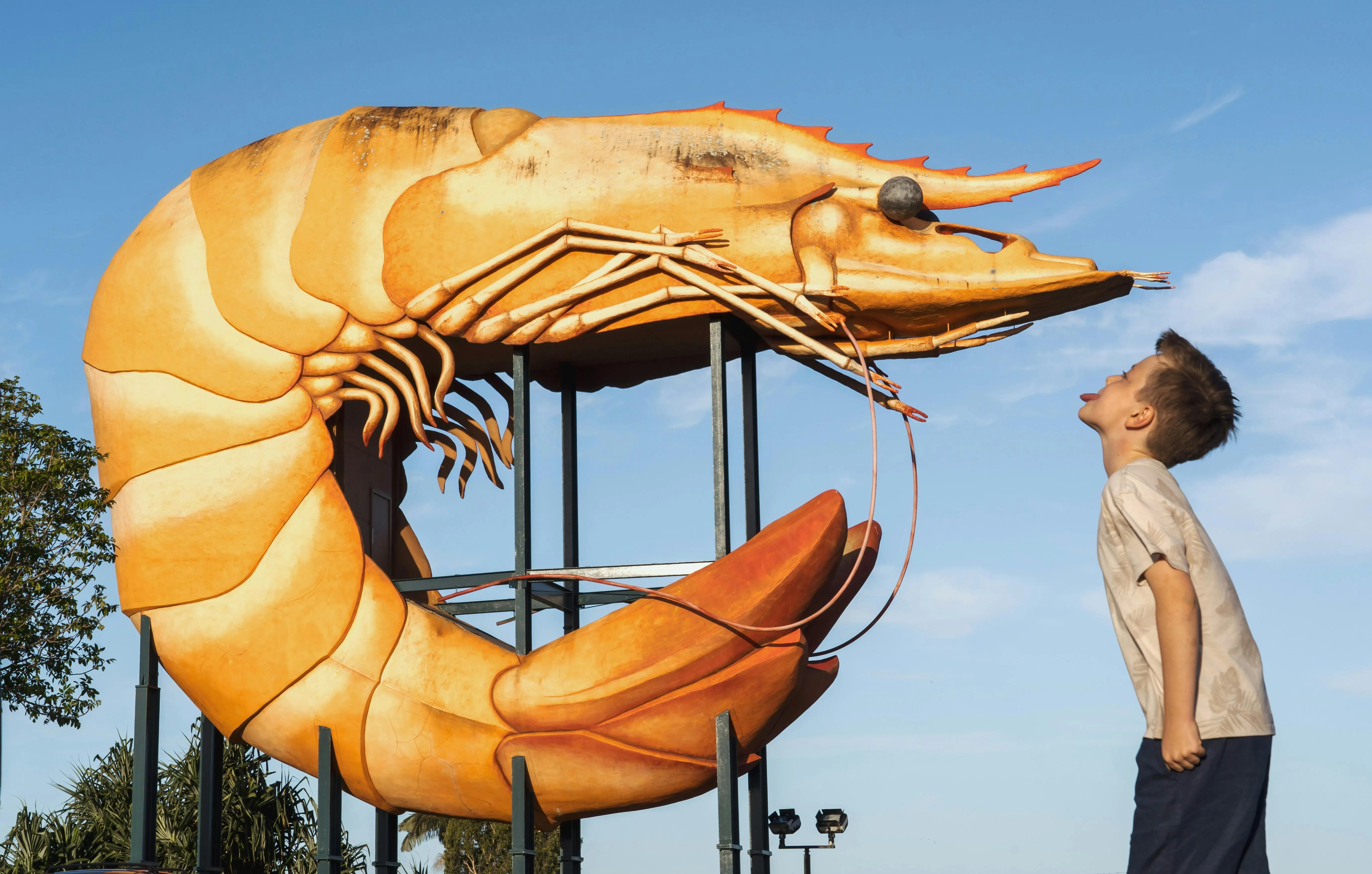 Ballina the big prawn