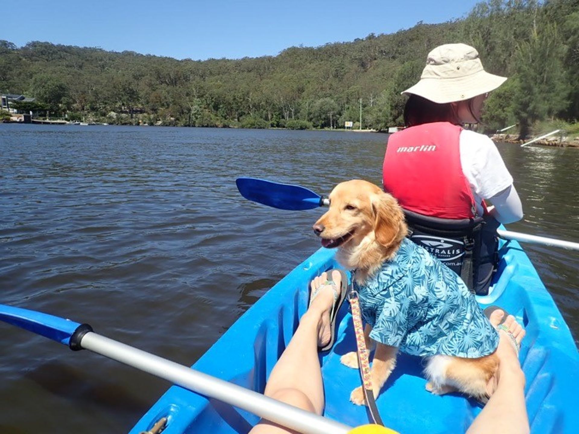 Sunny's doggo loving boating life
