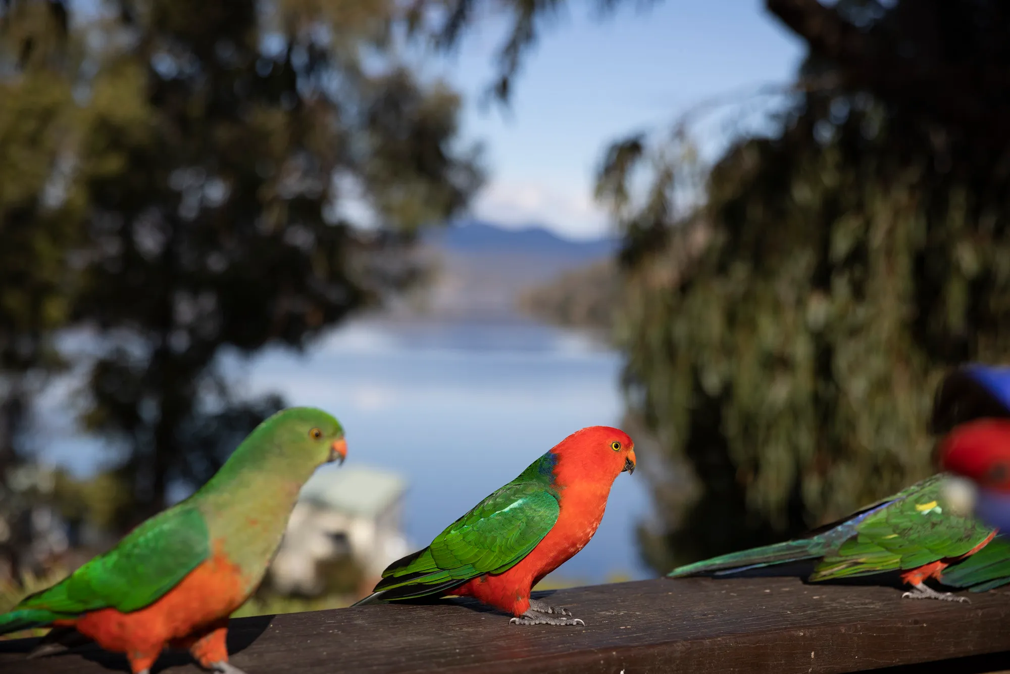 Bird watching