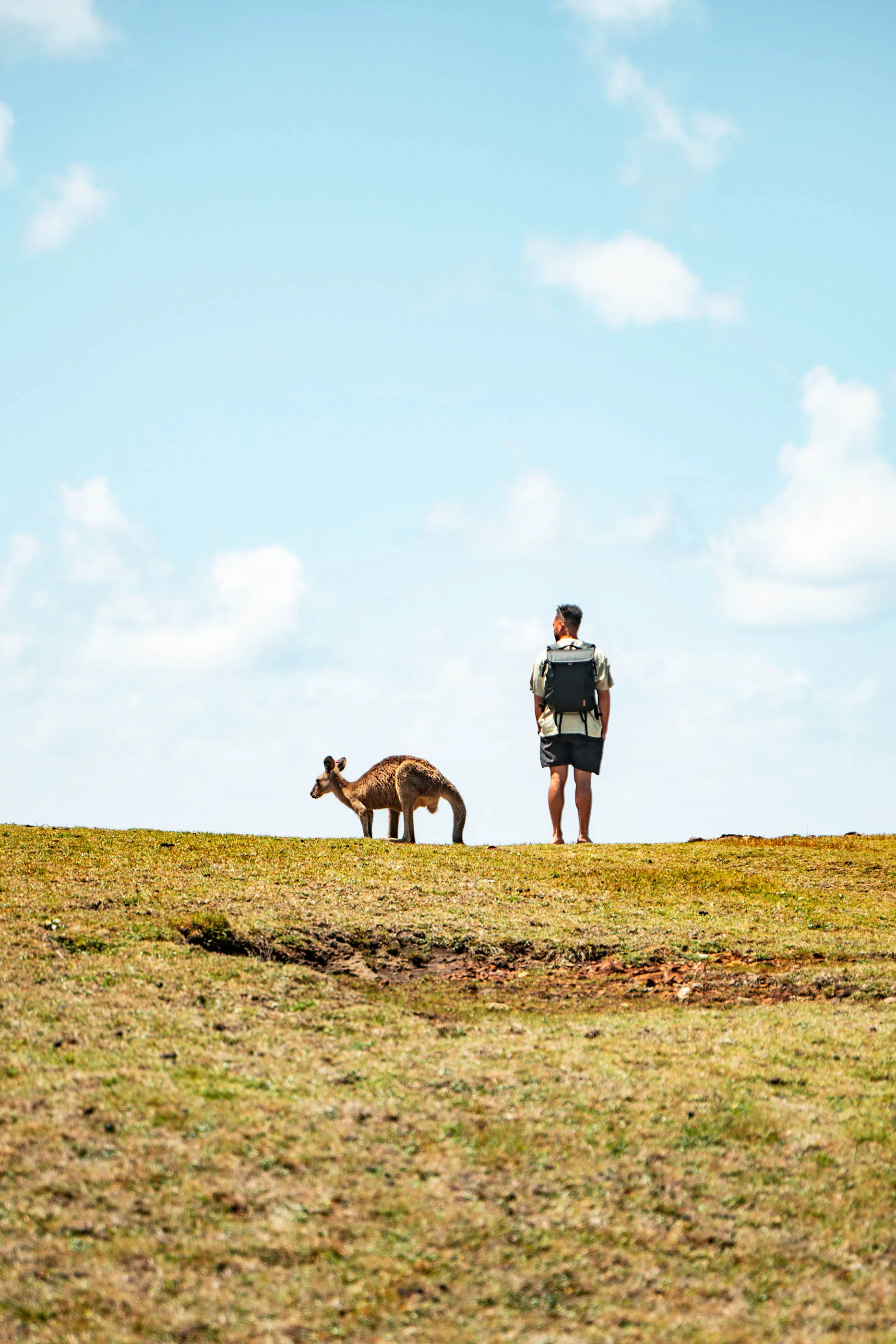 Moonee Beach kangaroo