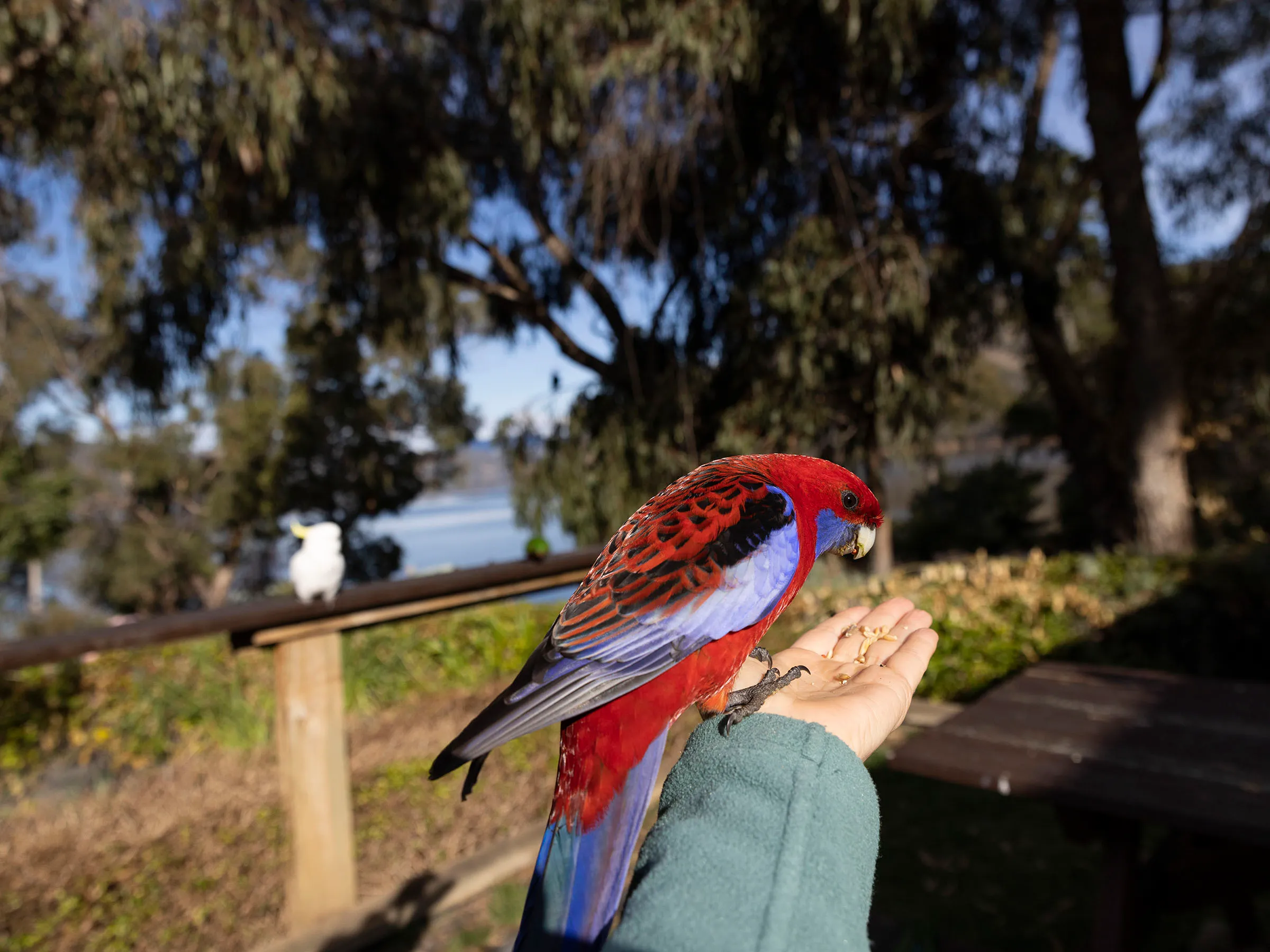 Reflections Holidays Burrinjuck Waters holiday & caravan park Crimson Rosellas