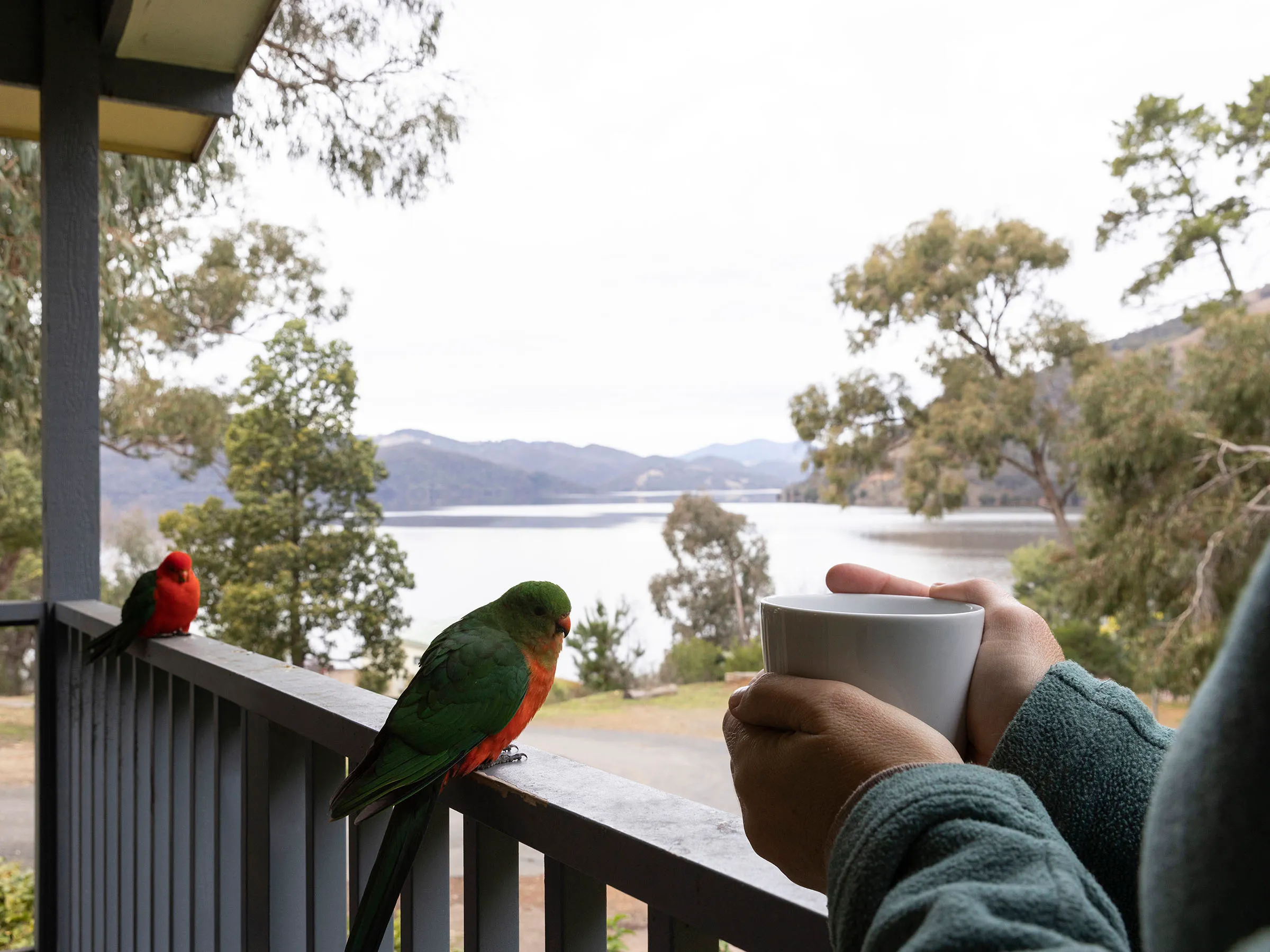 Reflections Holidays Burrinjuck Waters holiday & caravan park Australian King-Parrot