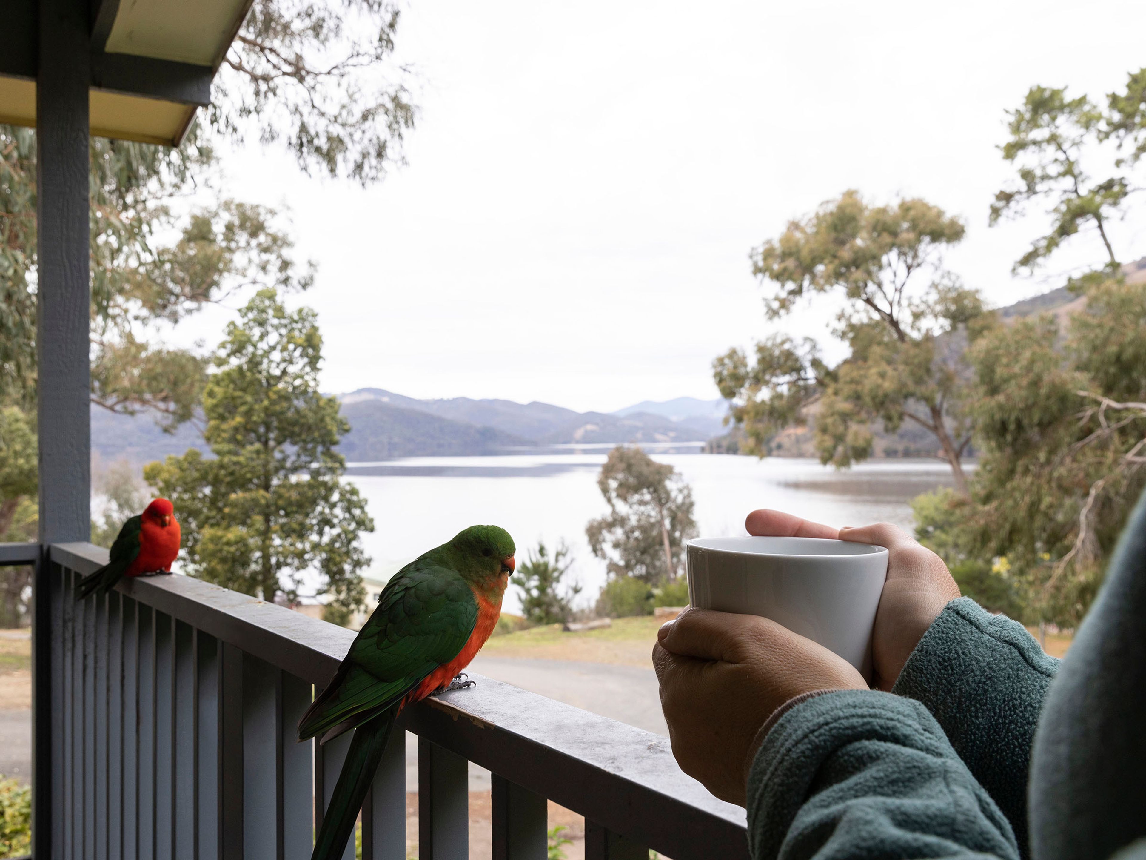 Reflections Holidays Burrinjuck Waters holiday & caravan park Australian King-Parrot
