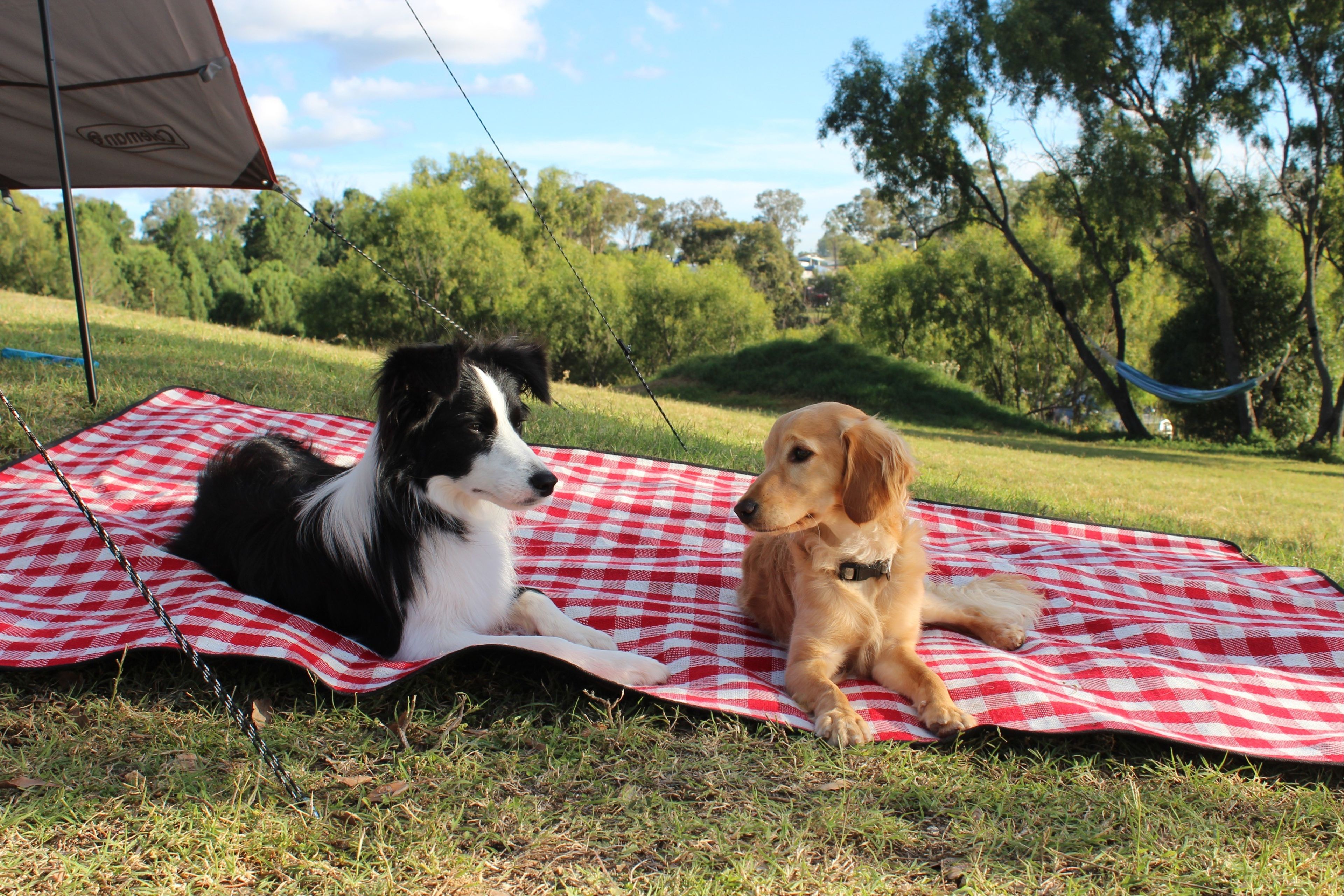 Picnic time for Sunny's pups