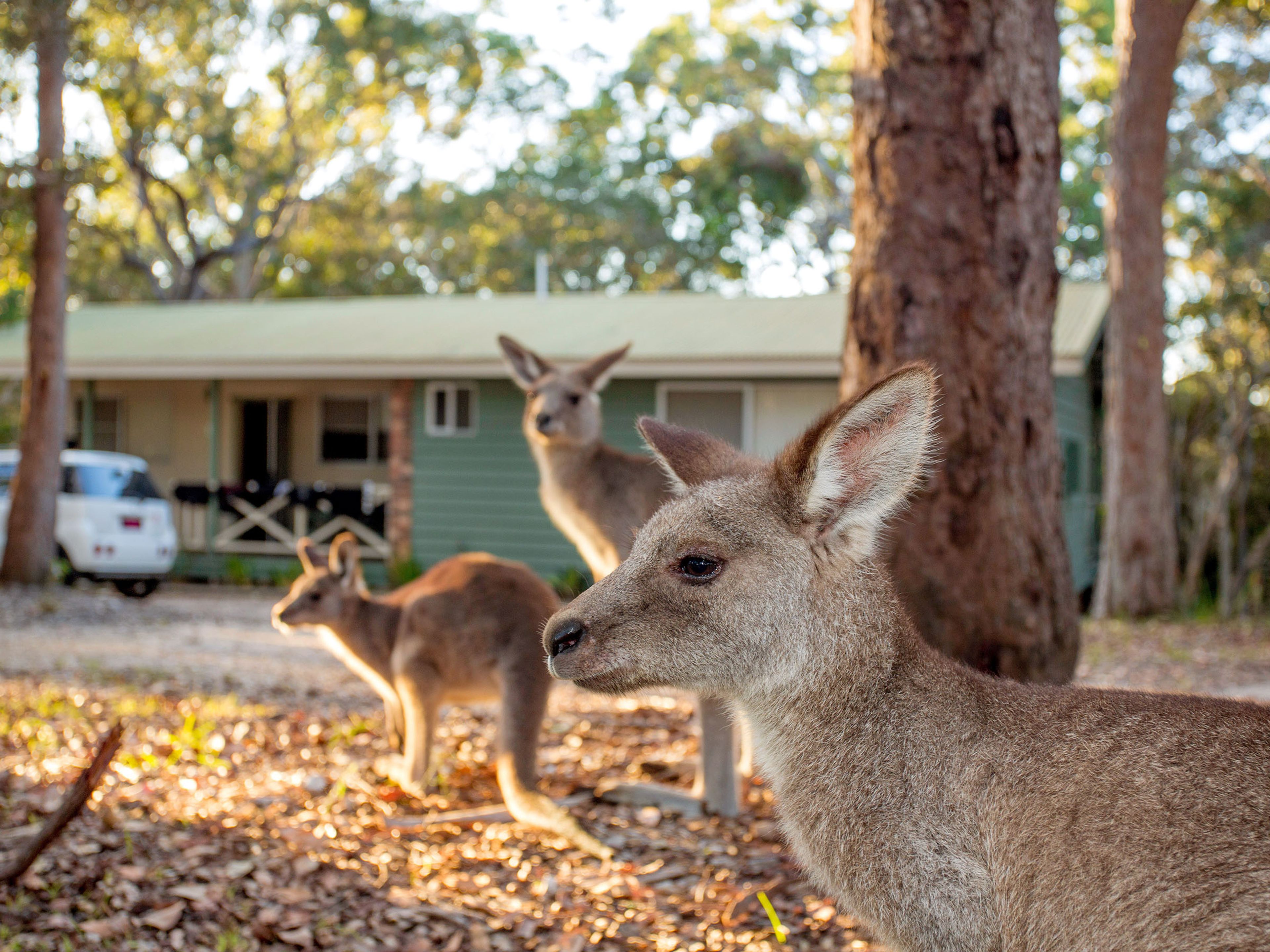 Reflections Hungry Head holiday & caravan park family of kangaroos