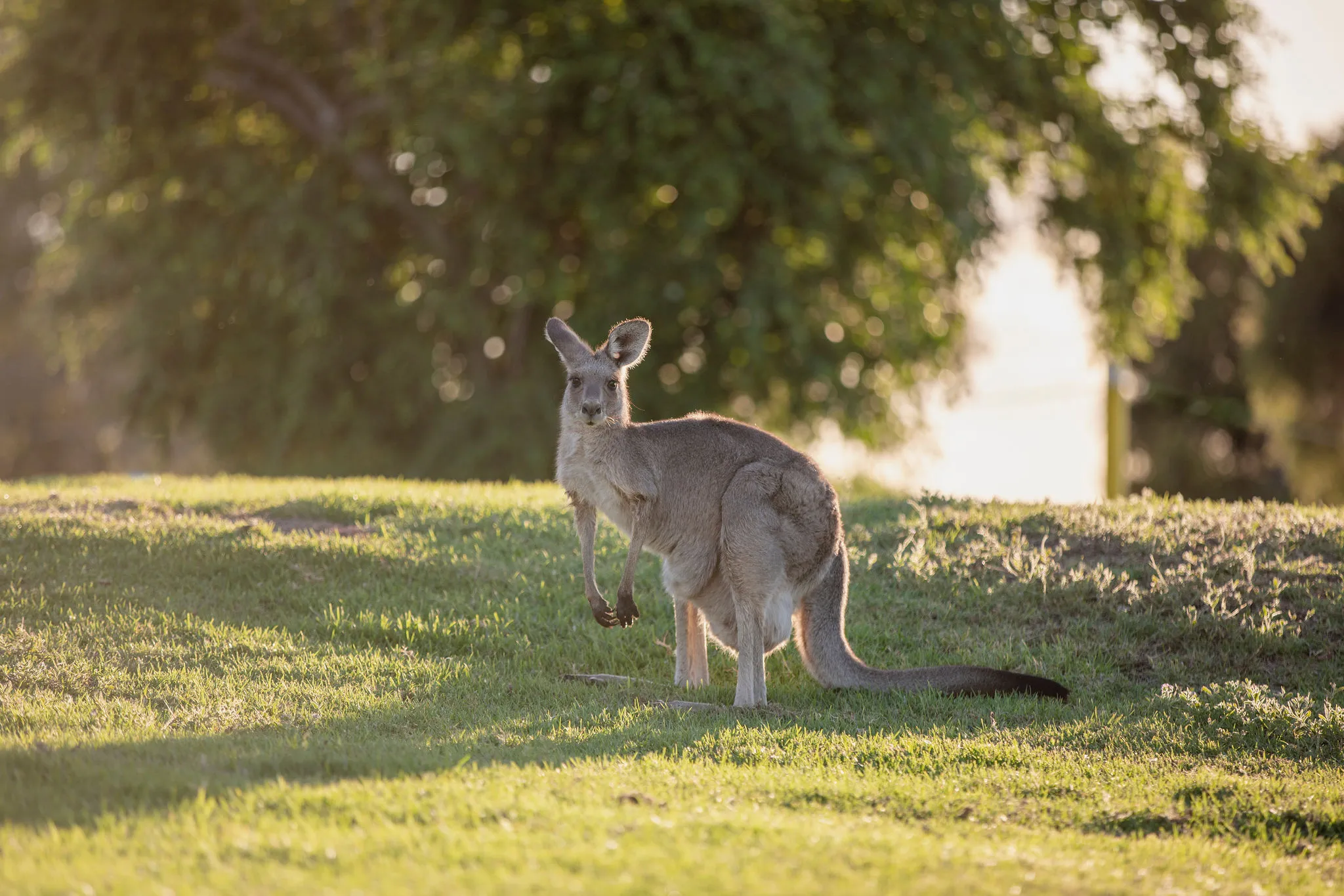 Lake Burrendong - Kangaroo