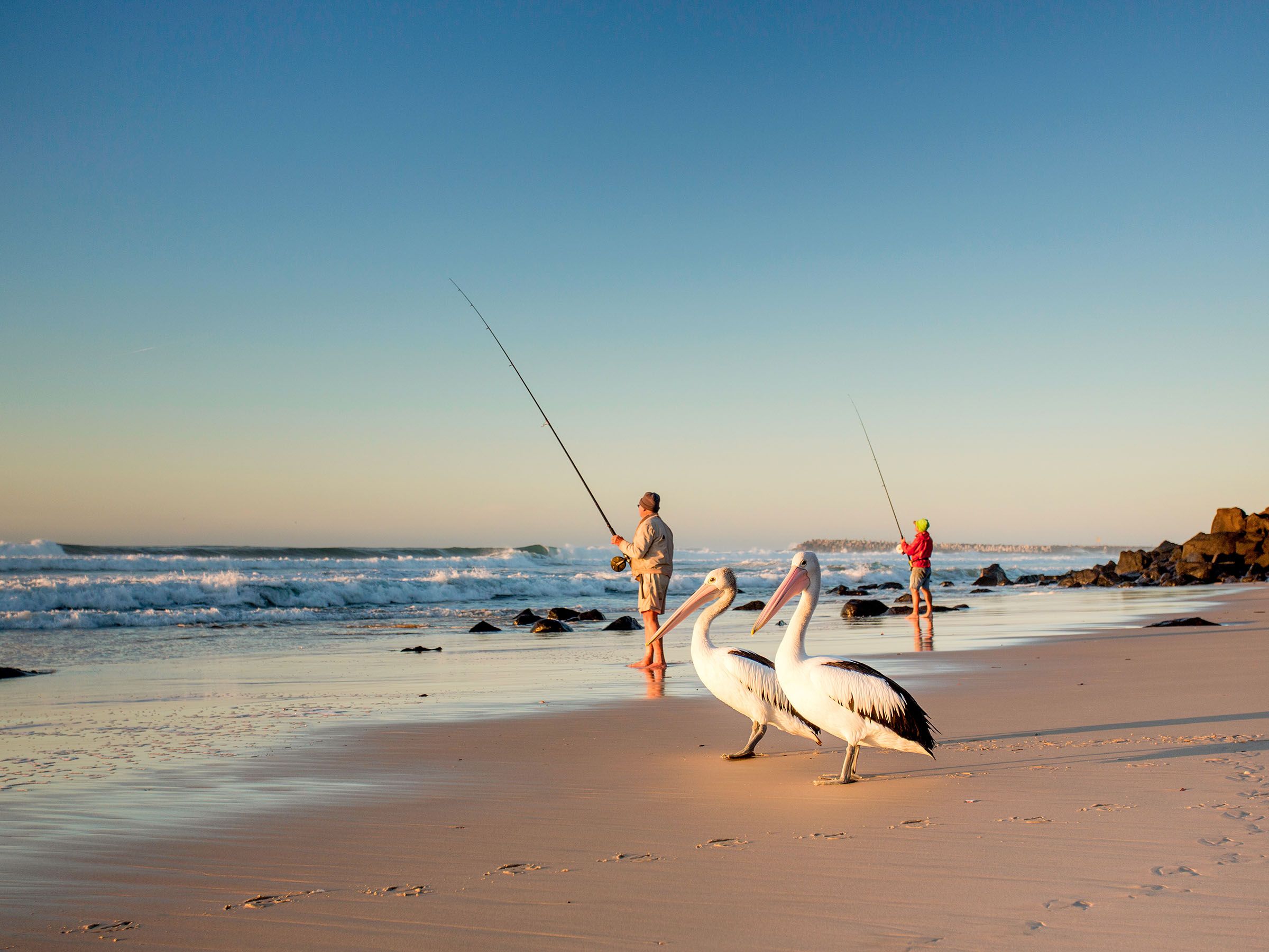 Reflections Shaws Bay holiday and caravan park fishing off Gawandii Beach and pelicans