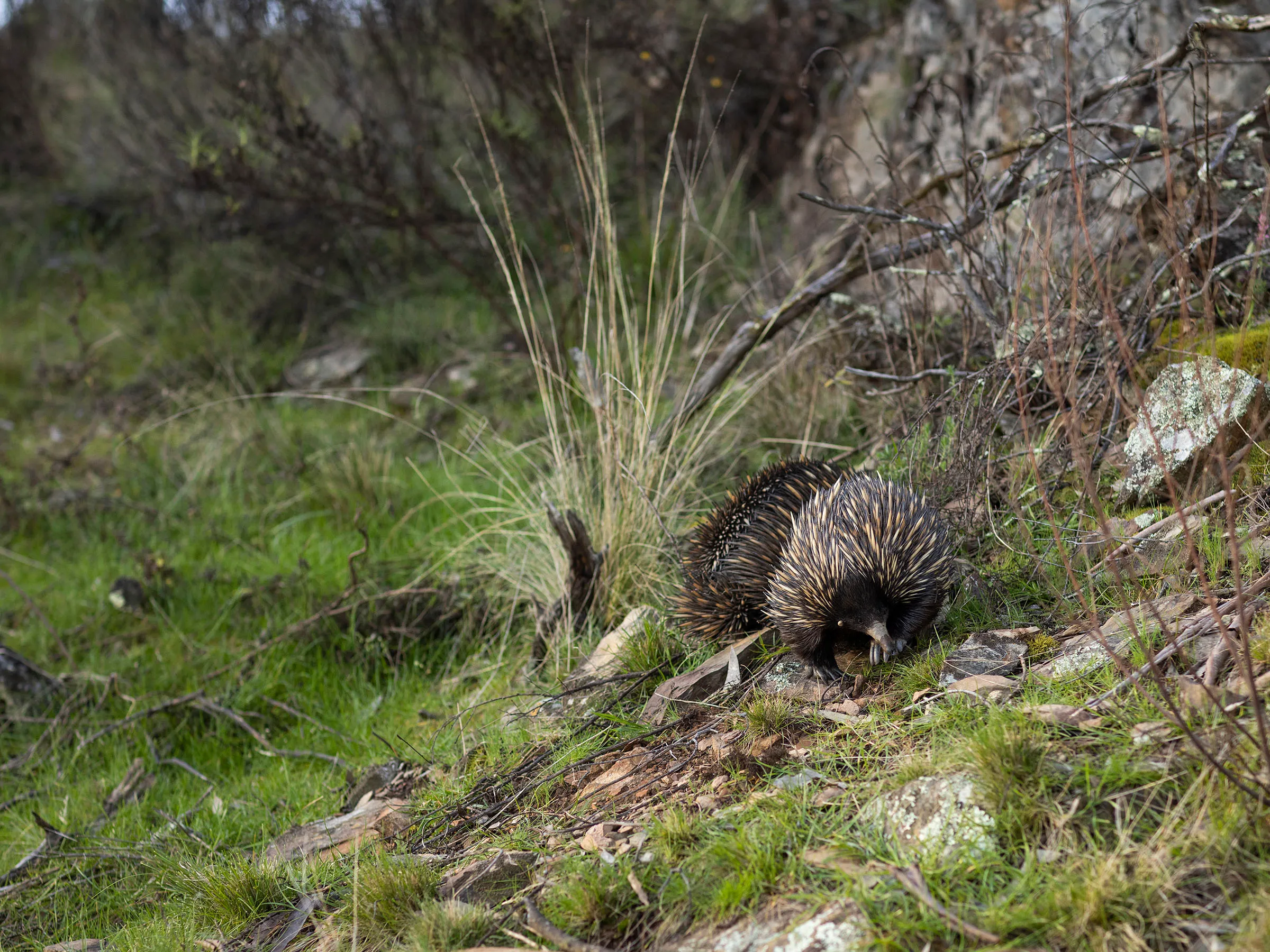 Reflections Holidays Mookerawa holida and caravan park echidna wildlife