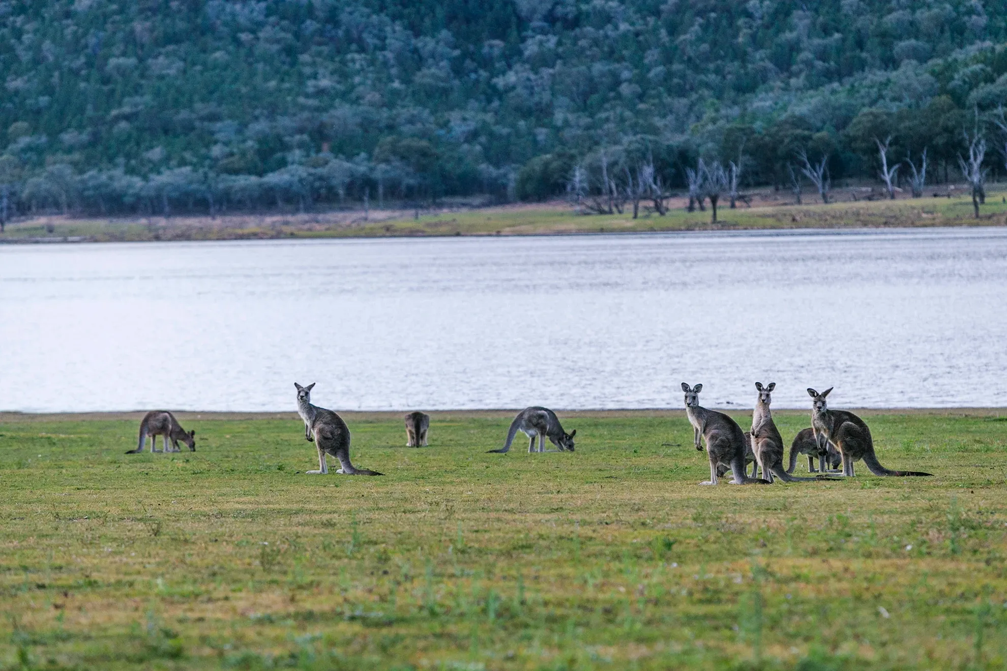 Cudgegong River Kangaroos