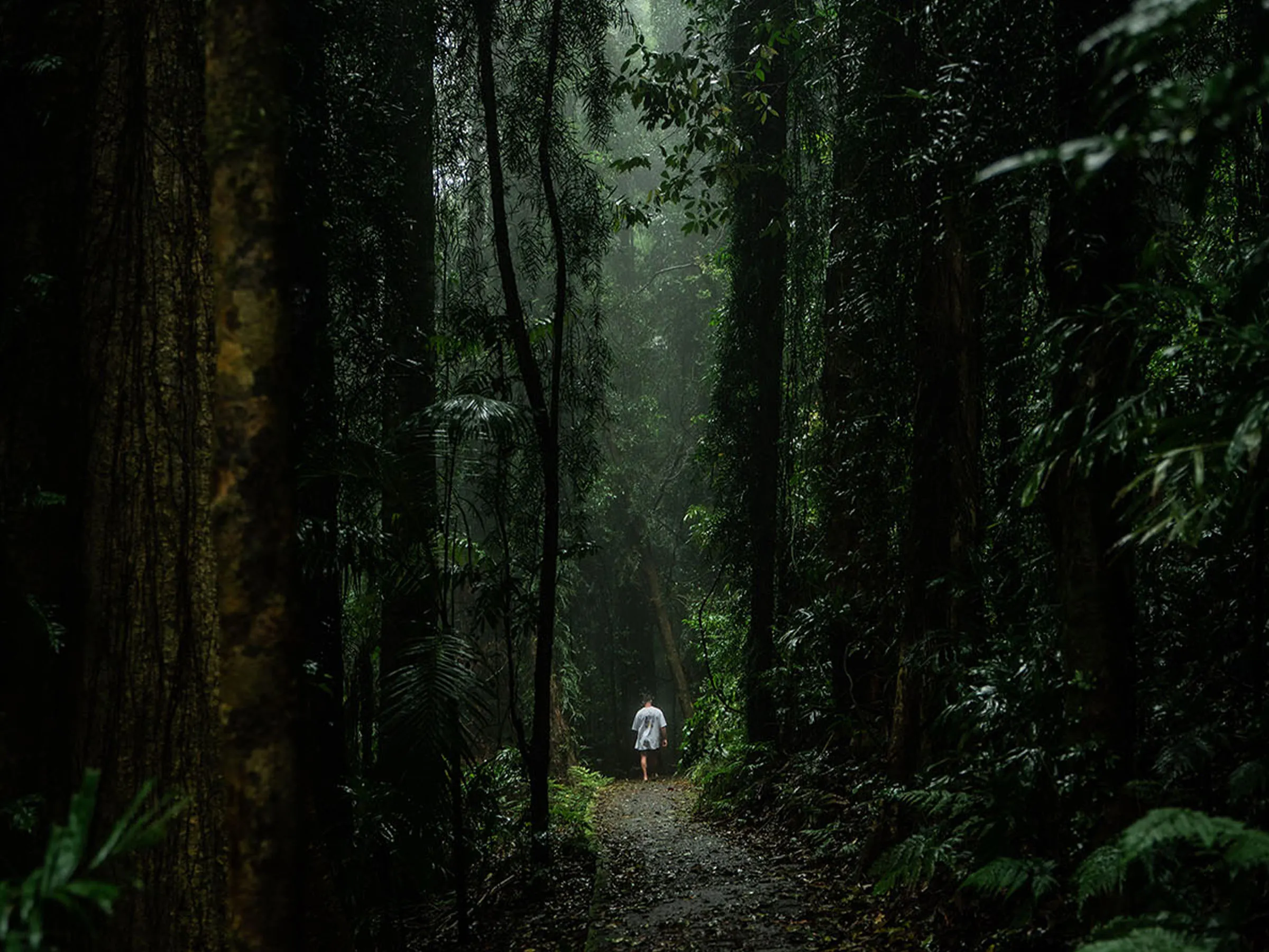 Mylestom rainforrest