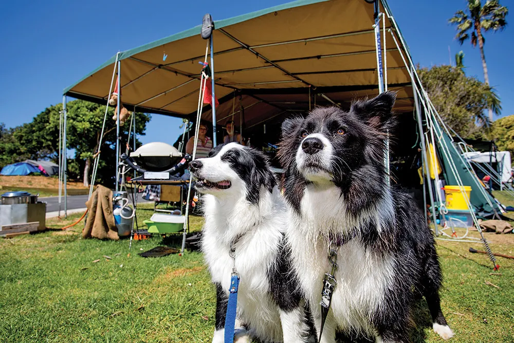 Corindi Beach dogs