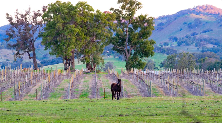 Queens Pinch Vineyard