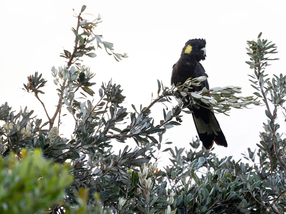Park map Corindi Beach Holiday & Caravan Park Reflections Holidays