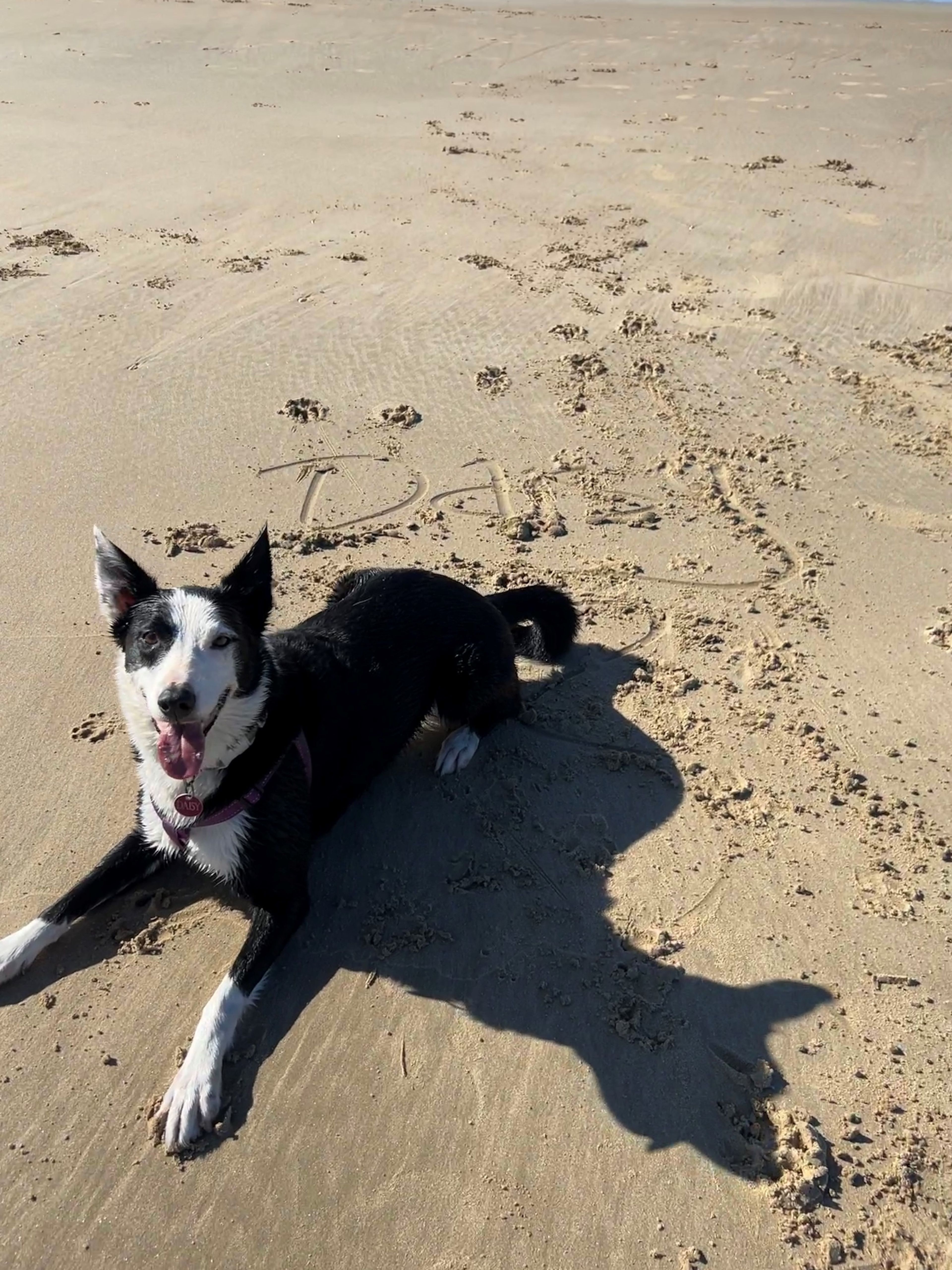 Beach-loving Daisy