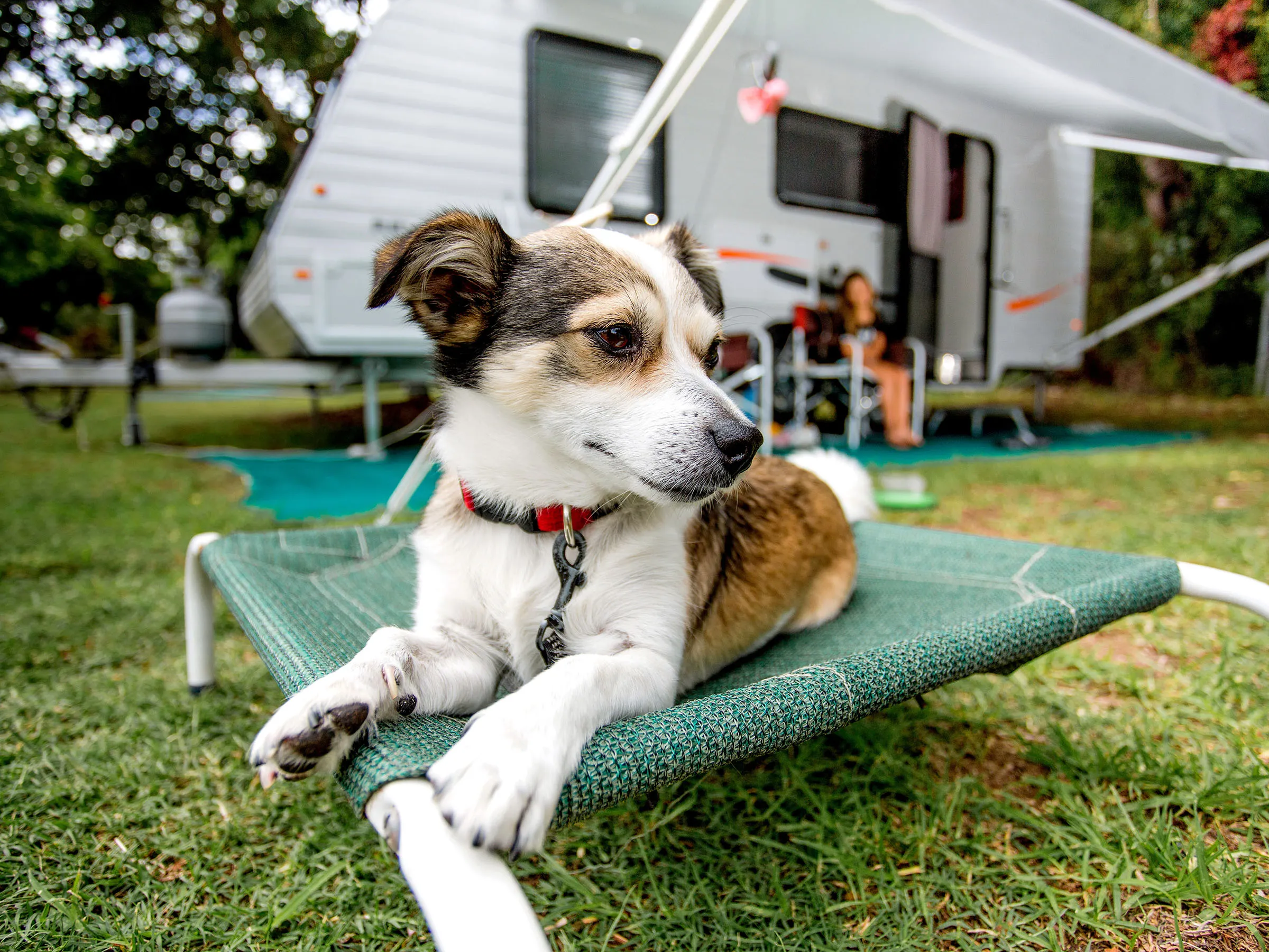 Reflections Holidays Ballina holiday and caravan park dog friendly camping