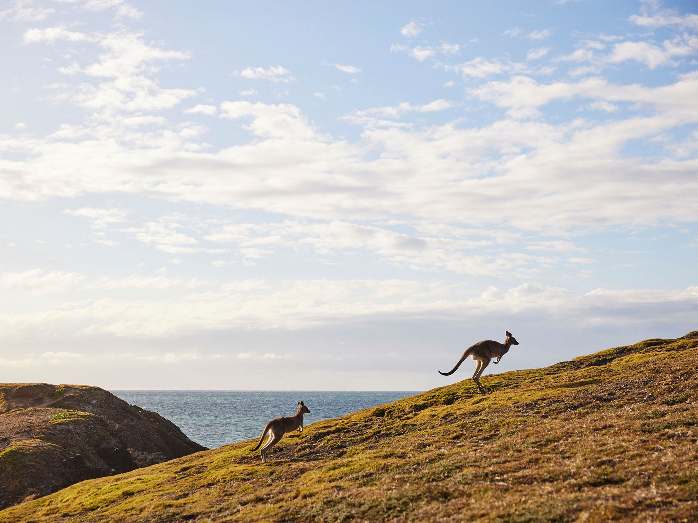 Reflections Holidays Moonee holiday and caravan park kangaroos 