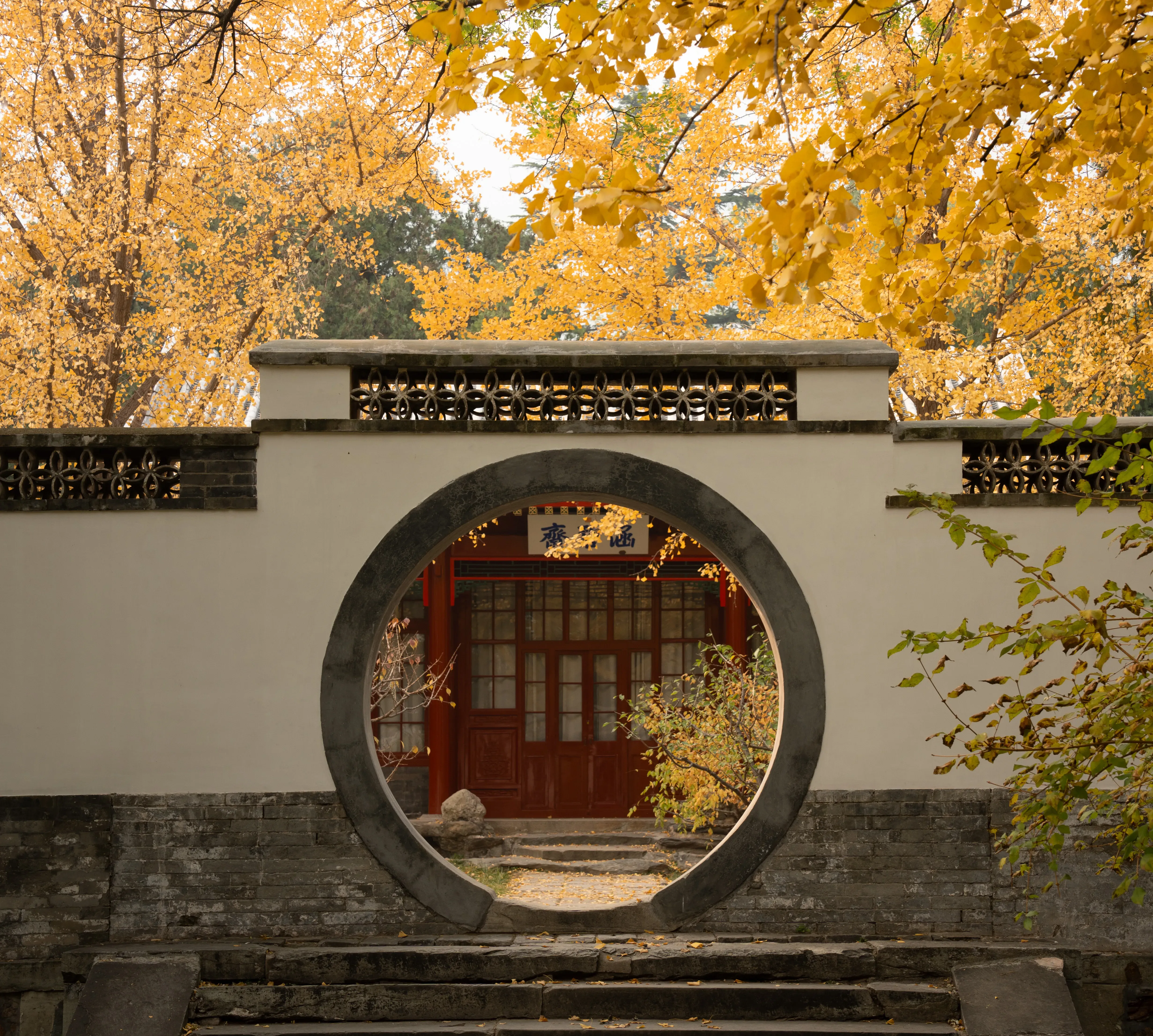 金黄树冠越过白墙，圆形月门把深处的红门和落叶收进一重框景。