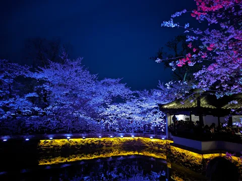 蓝夜樱庭