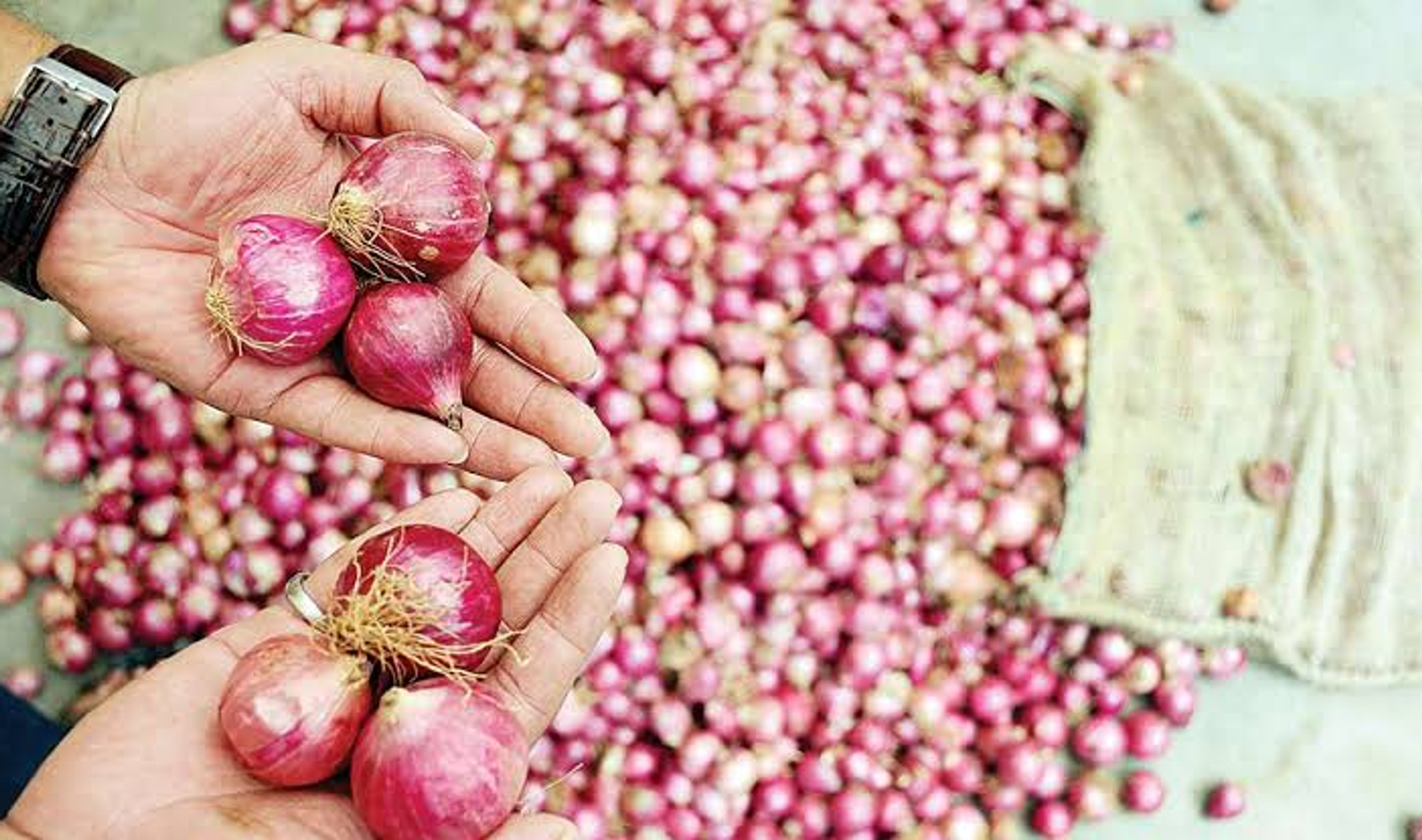Onion Prices Near ₹70 in India: Why Government’s ₹35 Sale Hasn’t Fixed It