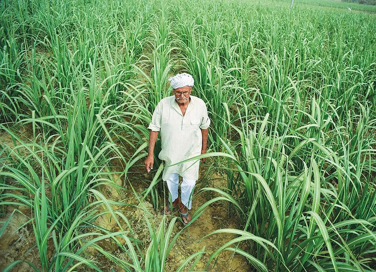 Sugarcane growing in a field in India.