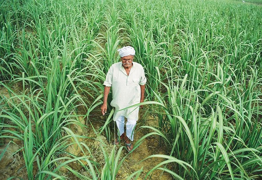Sugarcane growing in a field in India.
