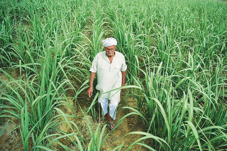 Sugarcane growing in a field in India.