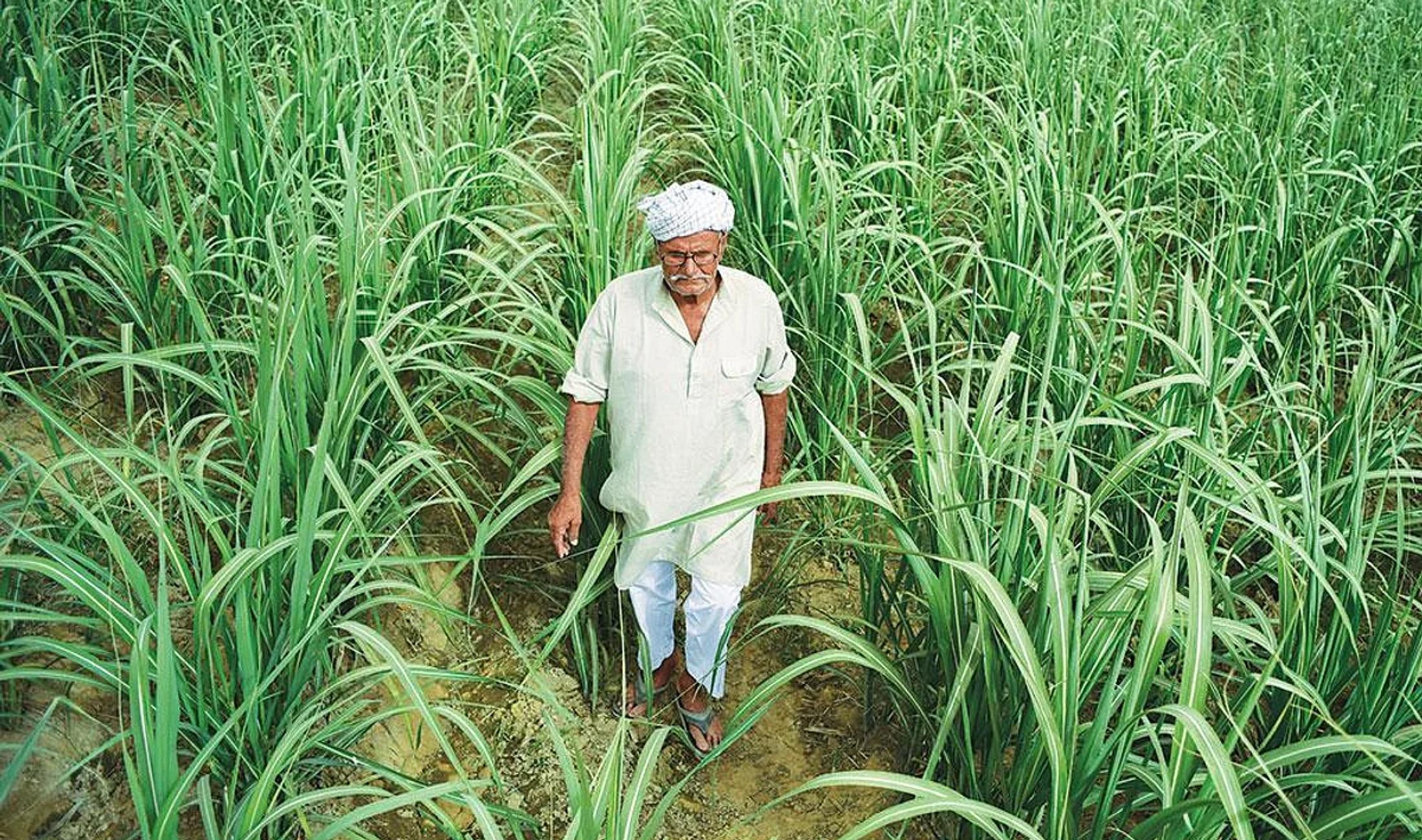 Sugarcane growing in a field in India.