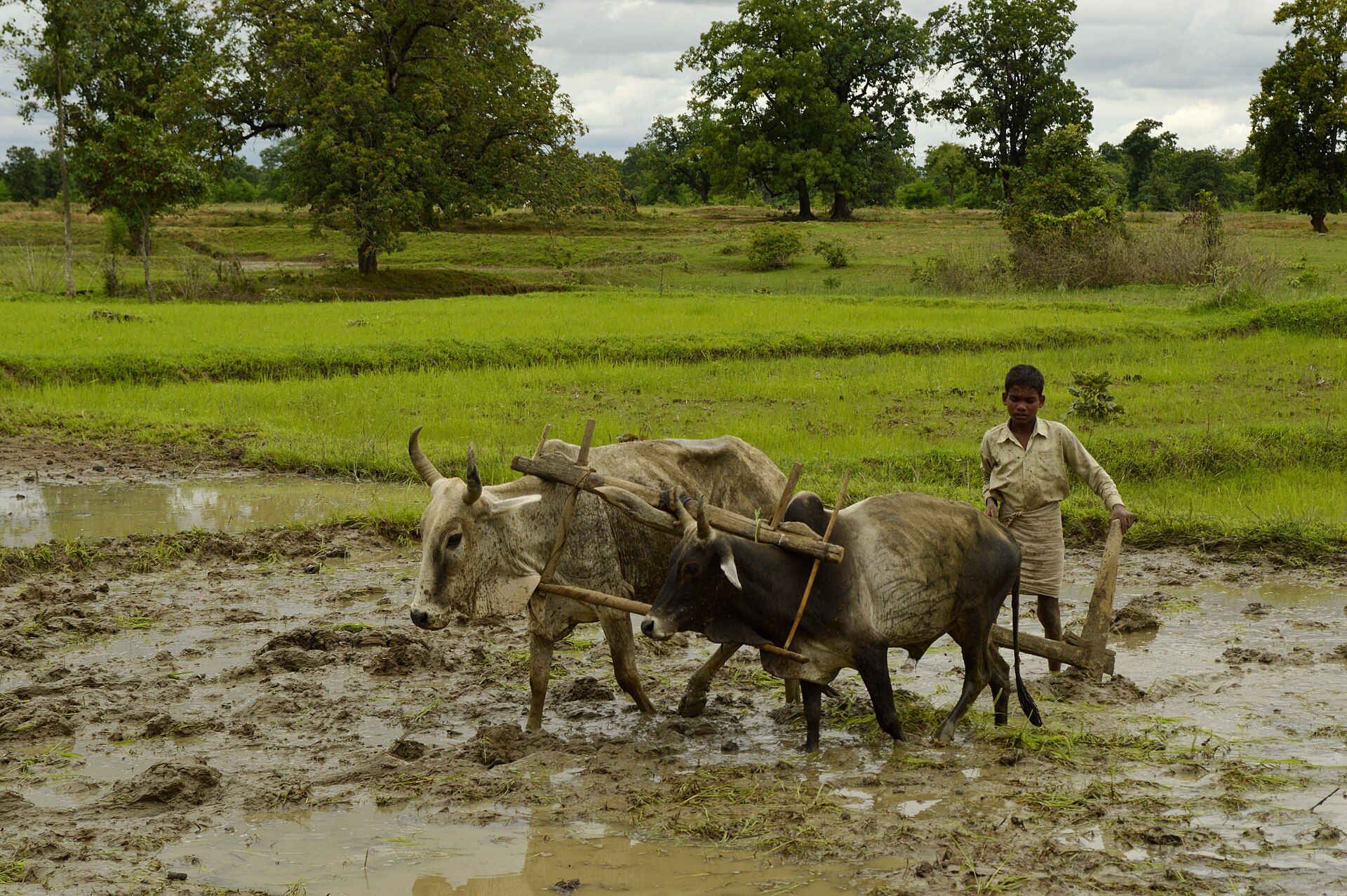 Indian farmer working in a paddy rice field during the monsoon season