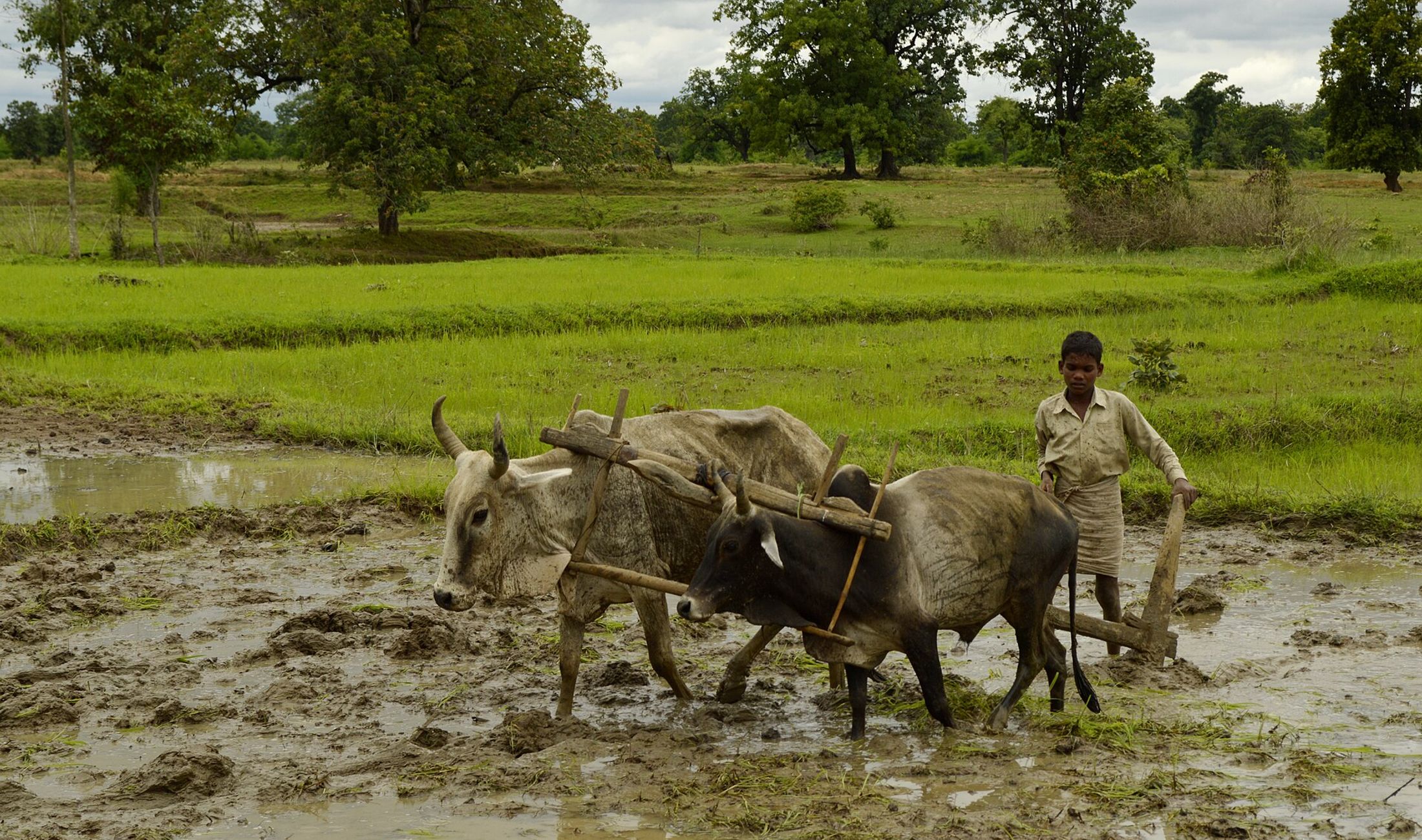 Indian farmer working in a paddy rice field during the monsoon season